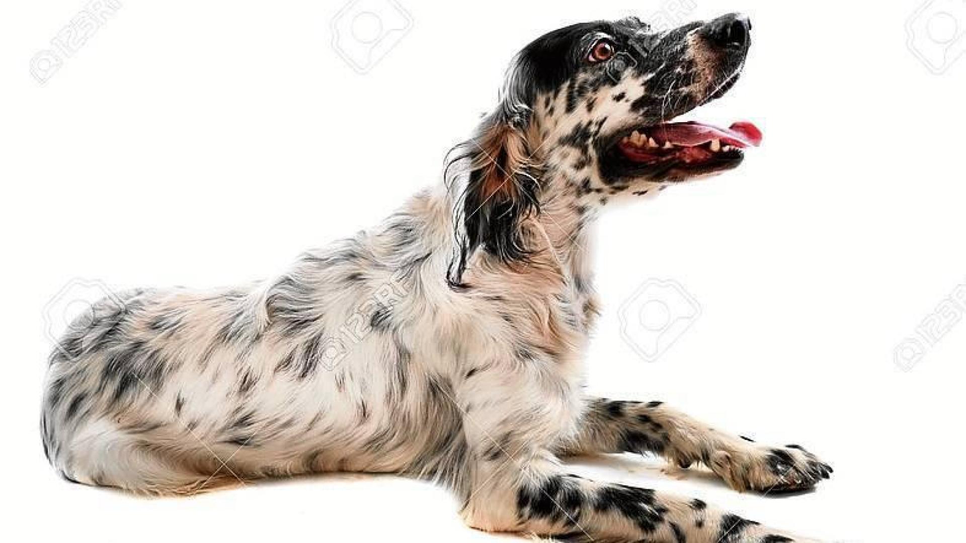 Un setter, un perro de la misma raza que la protagonista de esta historia.