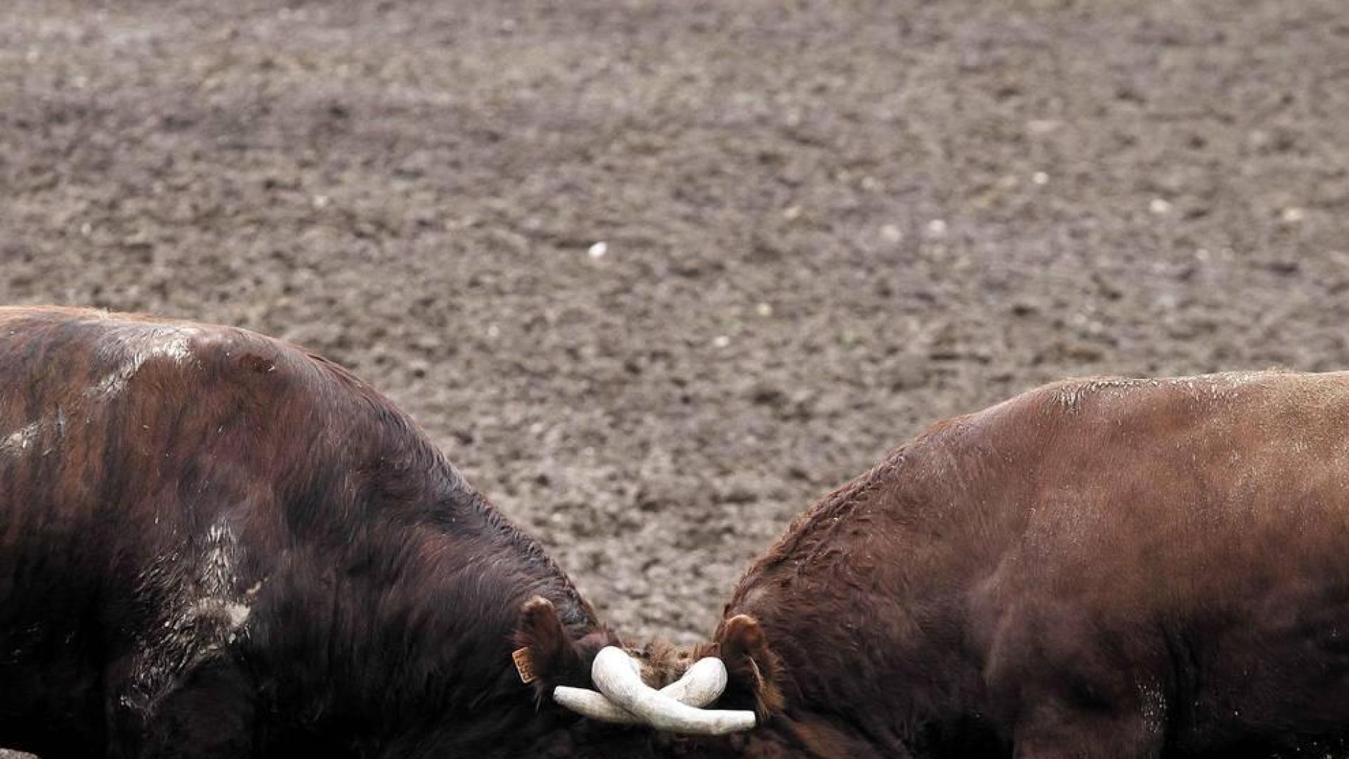 “Algún día veremos toros navarros en San Fermín”