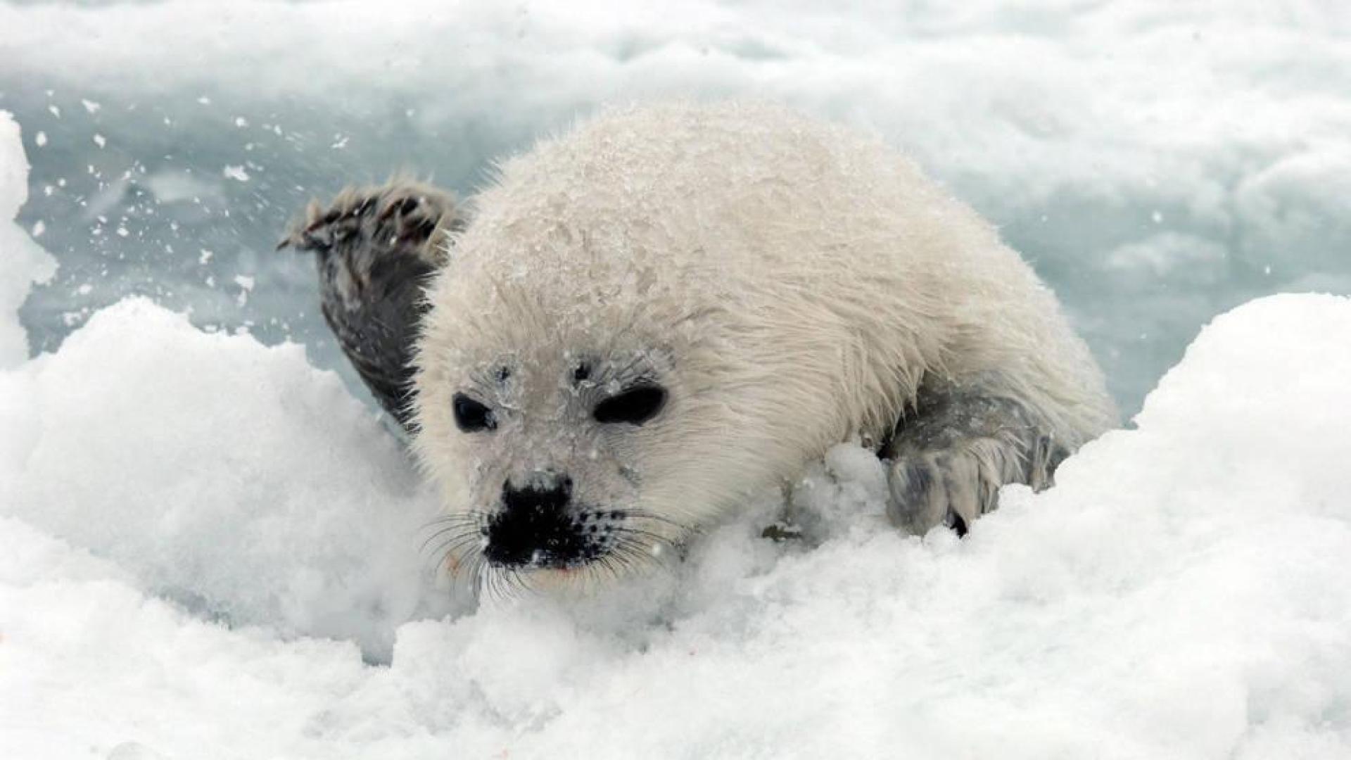 Las crías de las focas tienen más riesgo de morir porque la superficie helada se rompe y caen al agua.