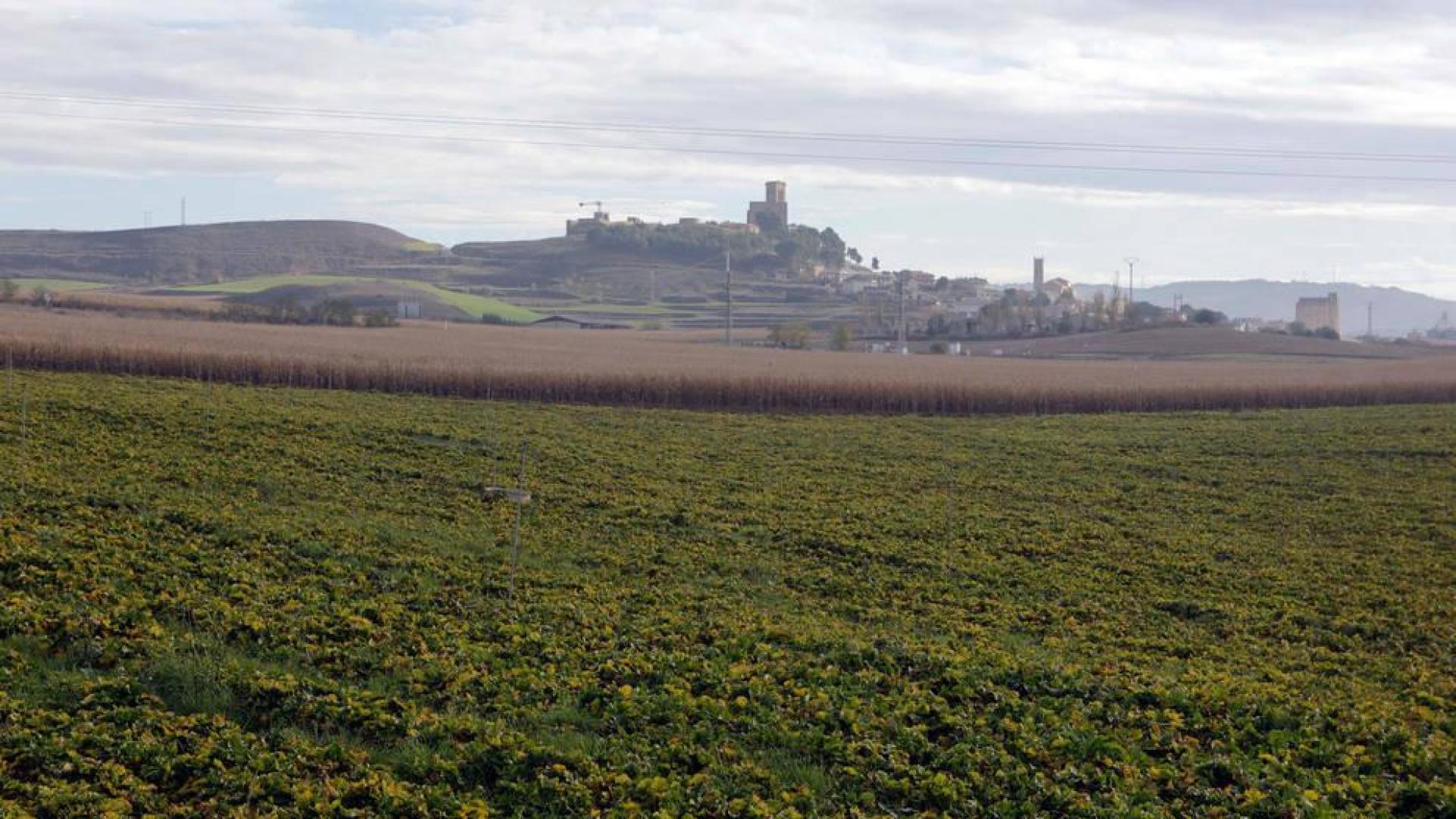 Campos de remolacha en Artajona