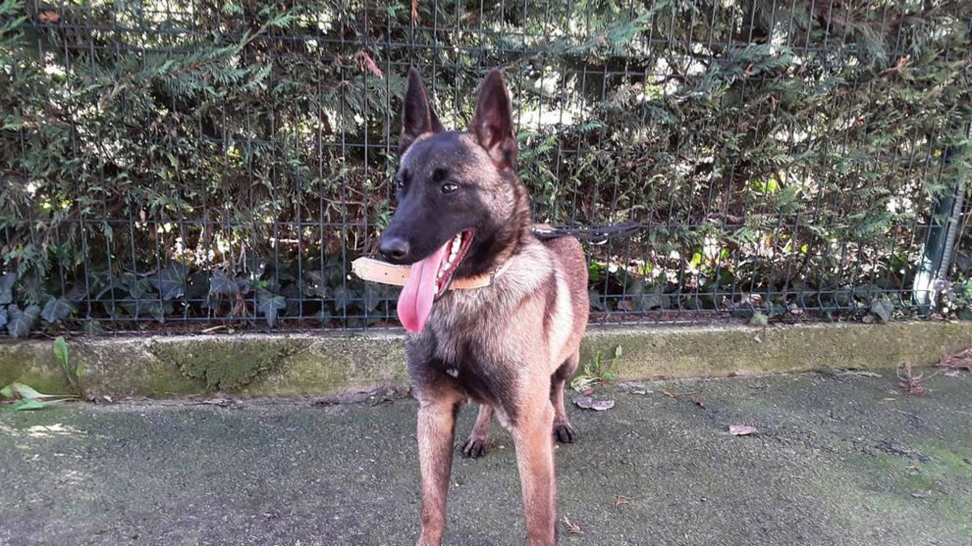 Bomberos de Cataluña adoptan un perro del Centro de Atención de Animales