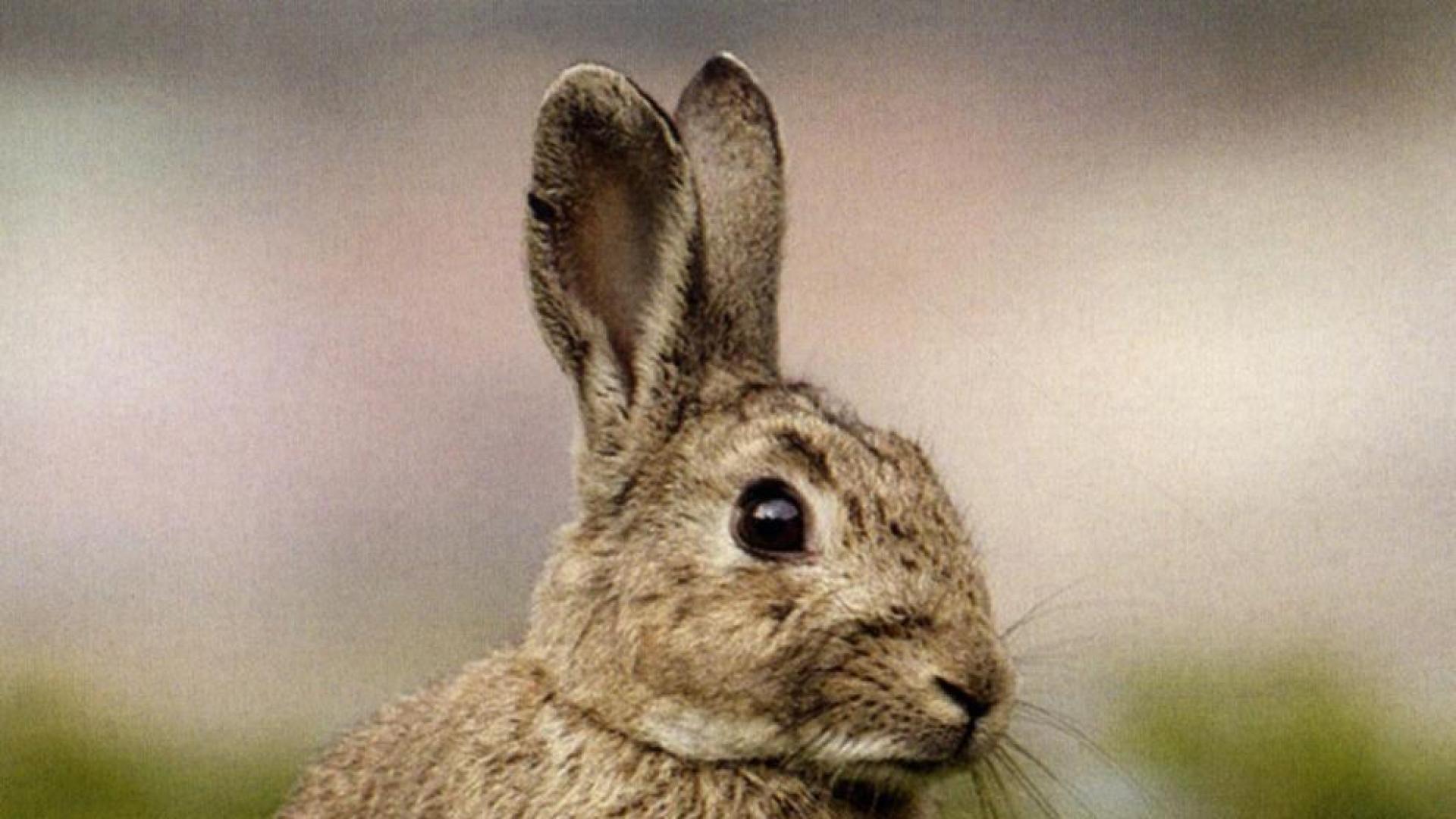 Una ONG denuncia a 74 empresas cun&iacute;colas por maltrato animal