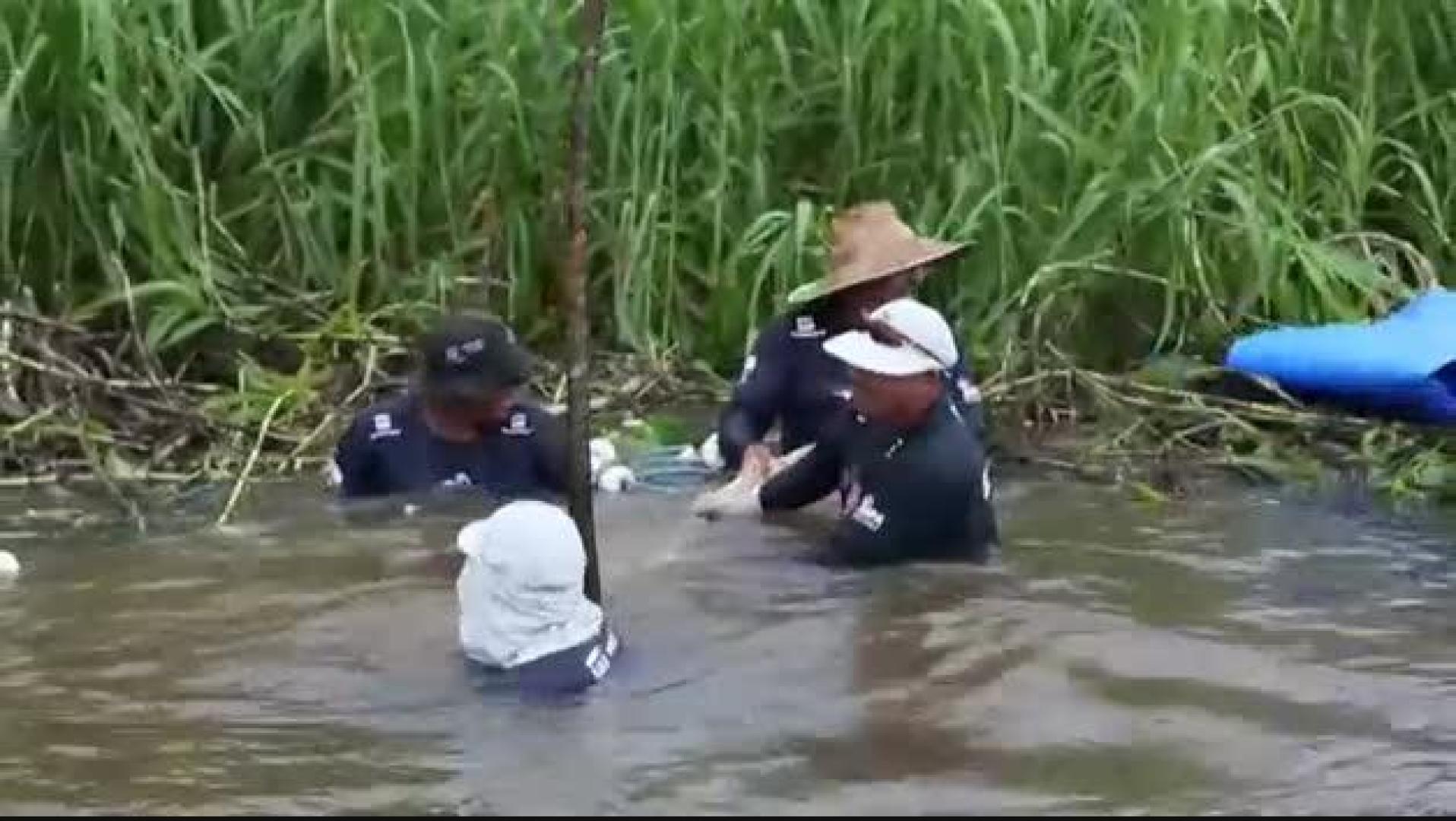 VÍDEO | Los delfines rosados del río Amazonas, seriamente amenazados por la caza ilegal