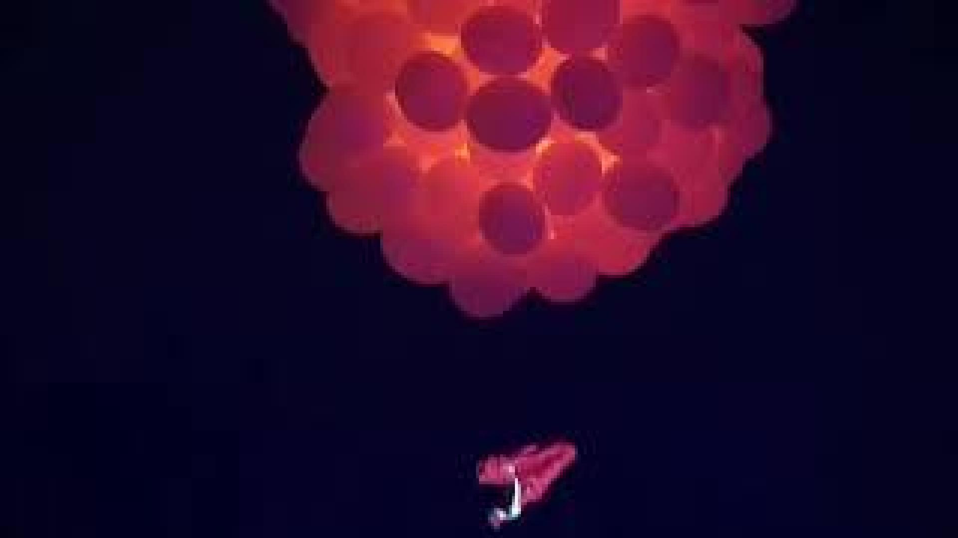 Vídeo del comienzo del Carnaval de Venecia