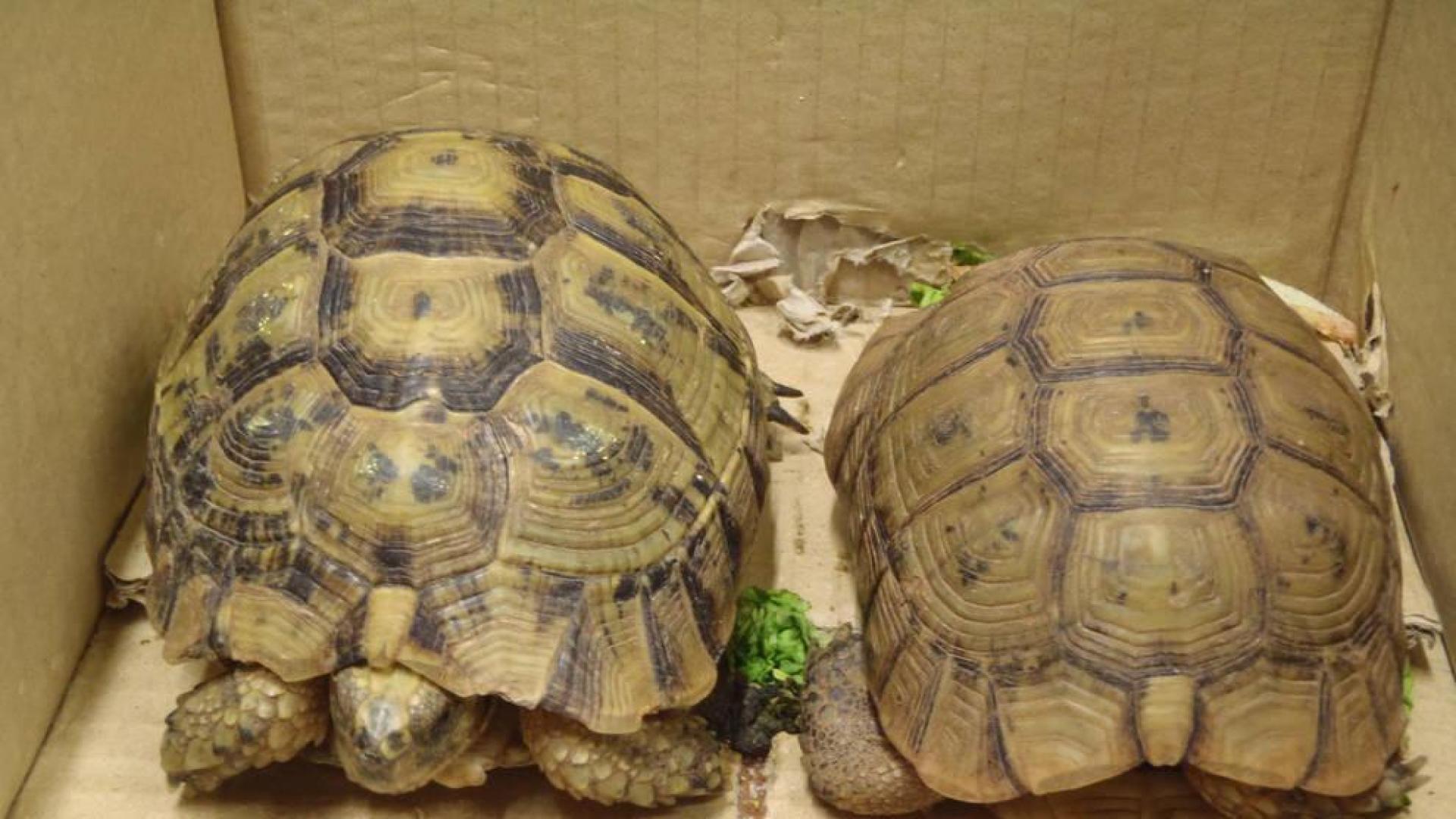 Dos ejemplares de tortuga mora.