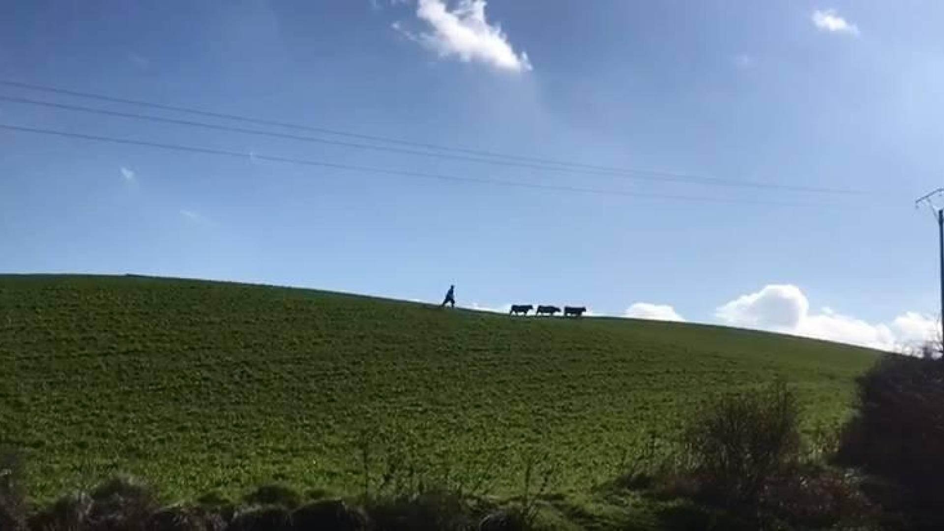 Se escapan tres vacas del matadero de Salinas