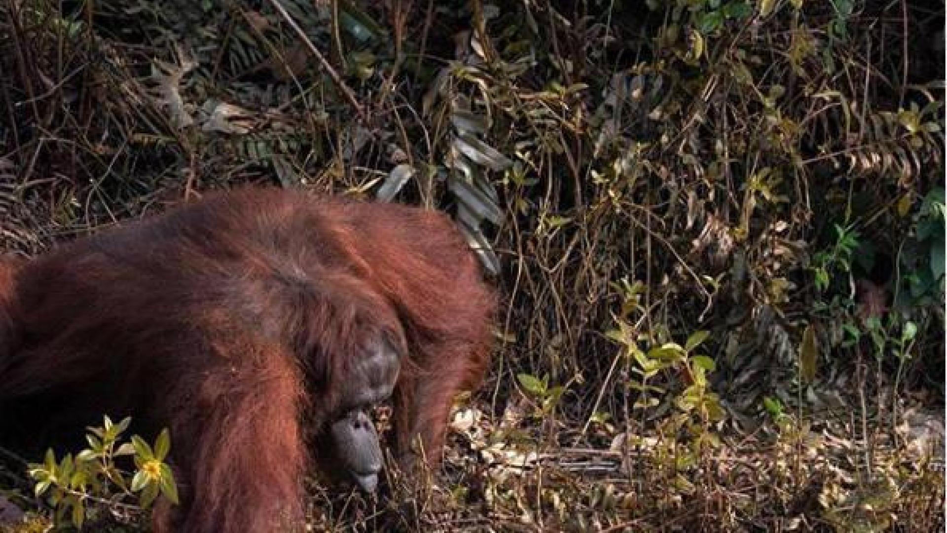 La foto de la orangutana Anih que se ha hecho viral