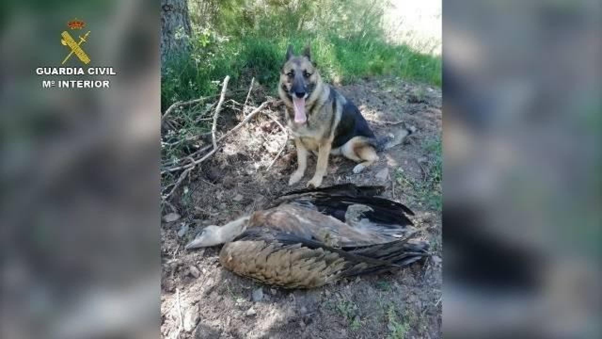 Un buitre envenenado encontrado en la 'Operación Antitox' de la Guardia Civil