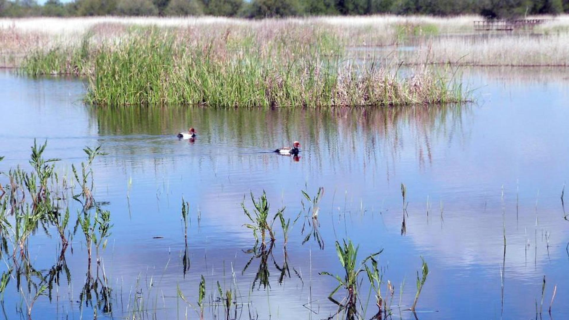 El Patronato de Las Tablas de Daimiel lanza un 'SOS' ante la situación del parque