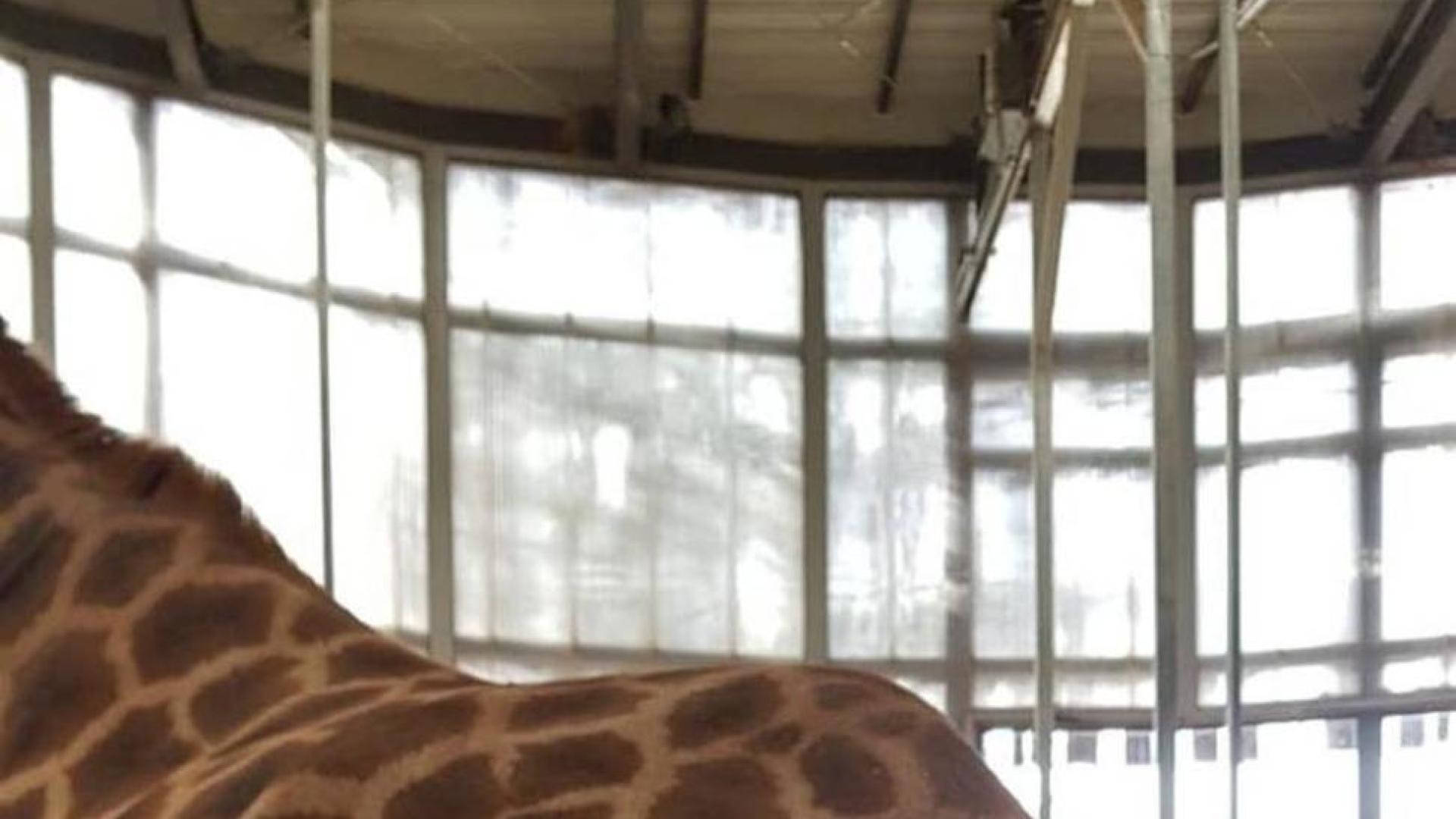 Nace en el Zoo de Barcelona una cría de jirafa, una especie amenazada
