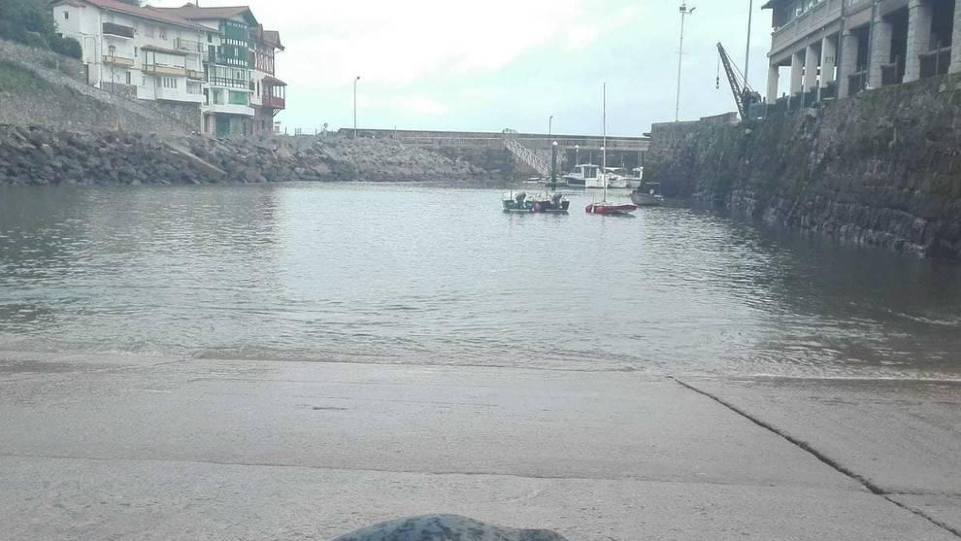 Avistan una foca que intentaba descansar en el puerto guipuzcoano de Mutriku