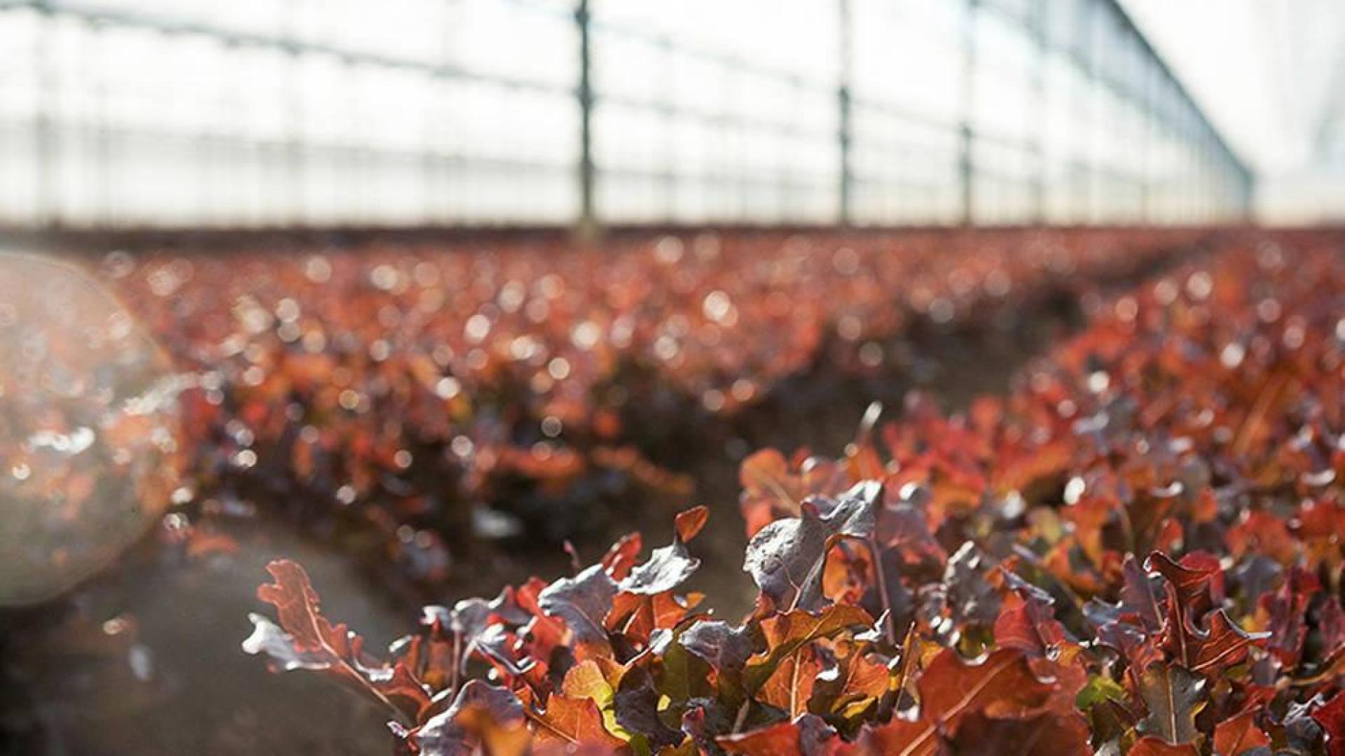 Florette aumentará la sostenibilidad en su producción