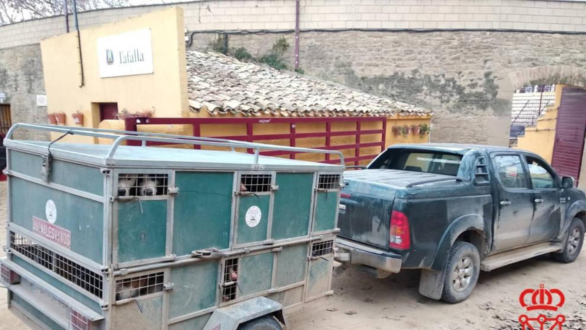 Denunciado en Olite un cazador con 23 perros en un remolque, 13 sin regularizar