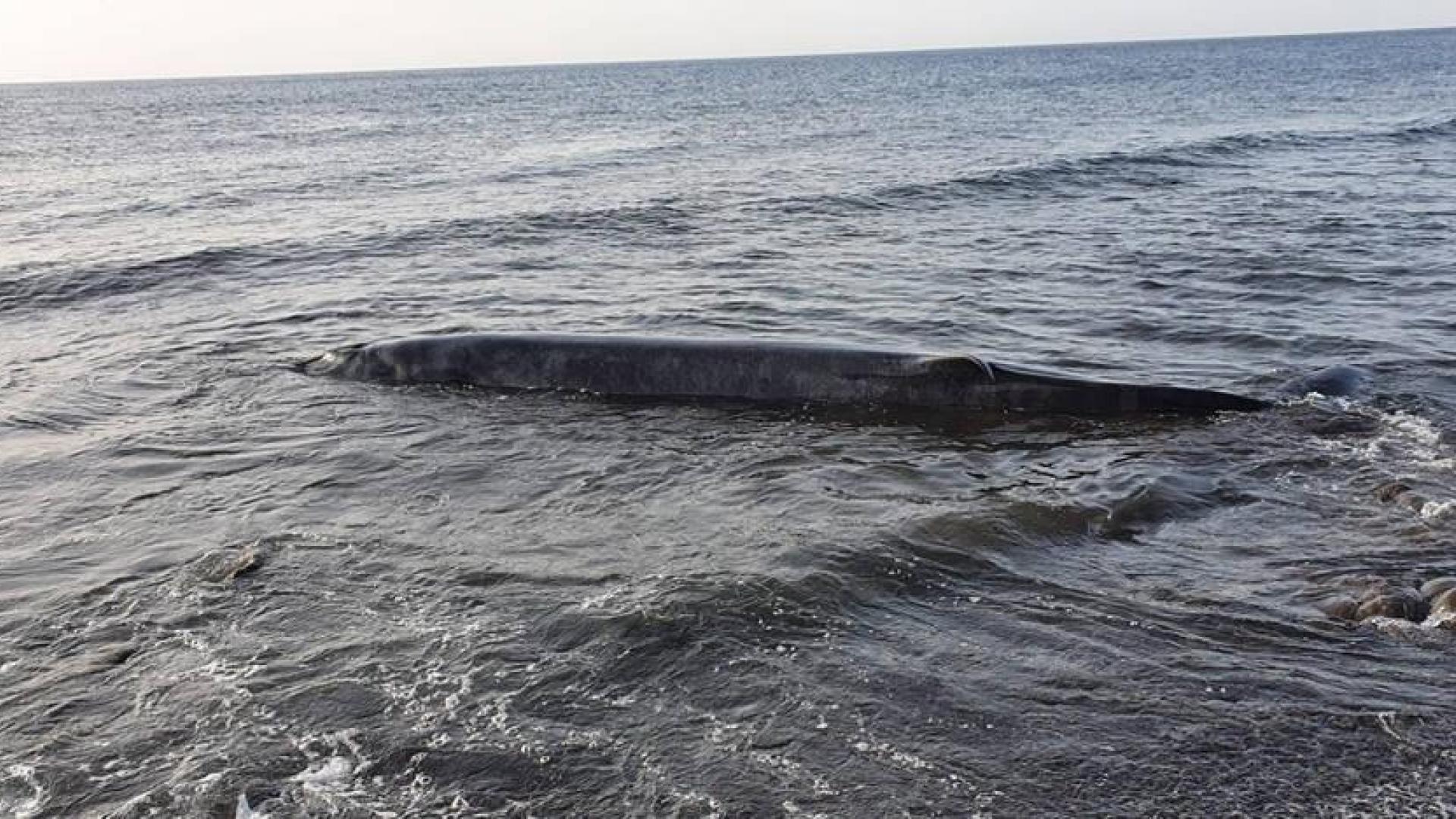 Una ballena aparece varada en la costa de Tuineje (Fuerteventura)