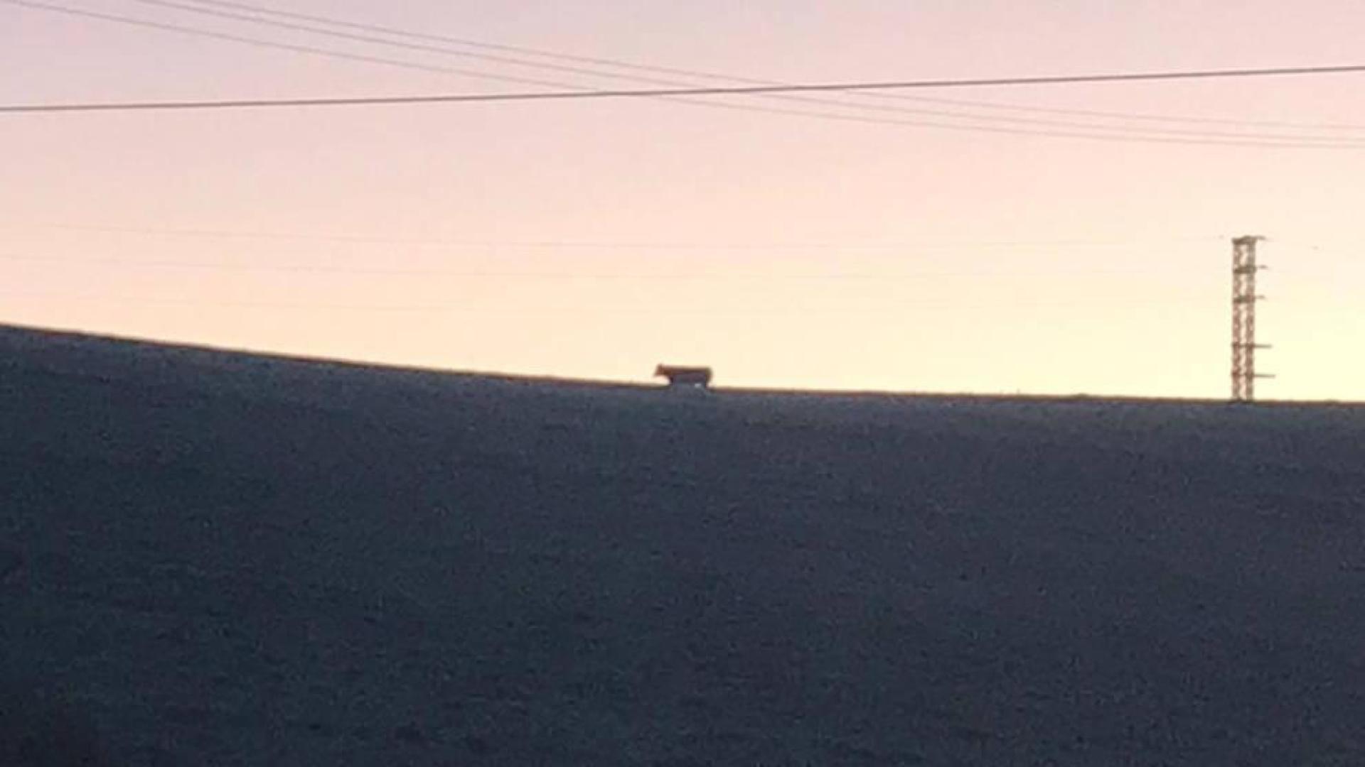 La vaca, en los campos cercanos a Salinas.