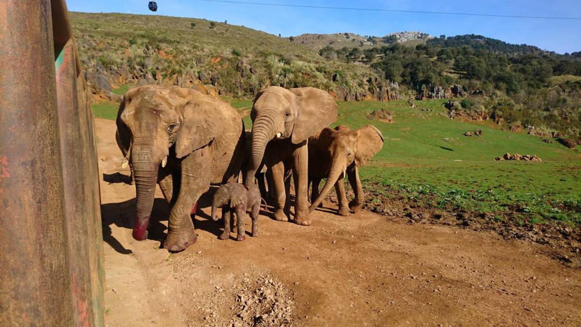 Nace una nueva cría de elefante en Cabárceno