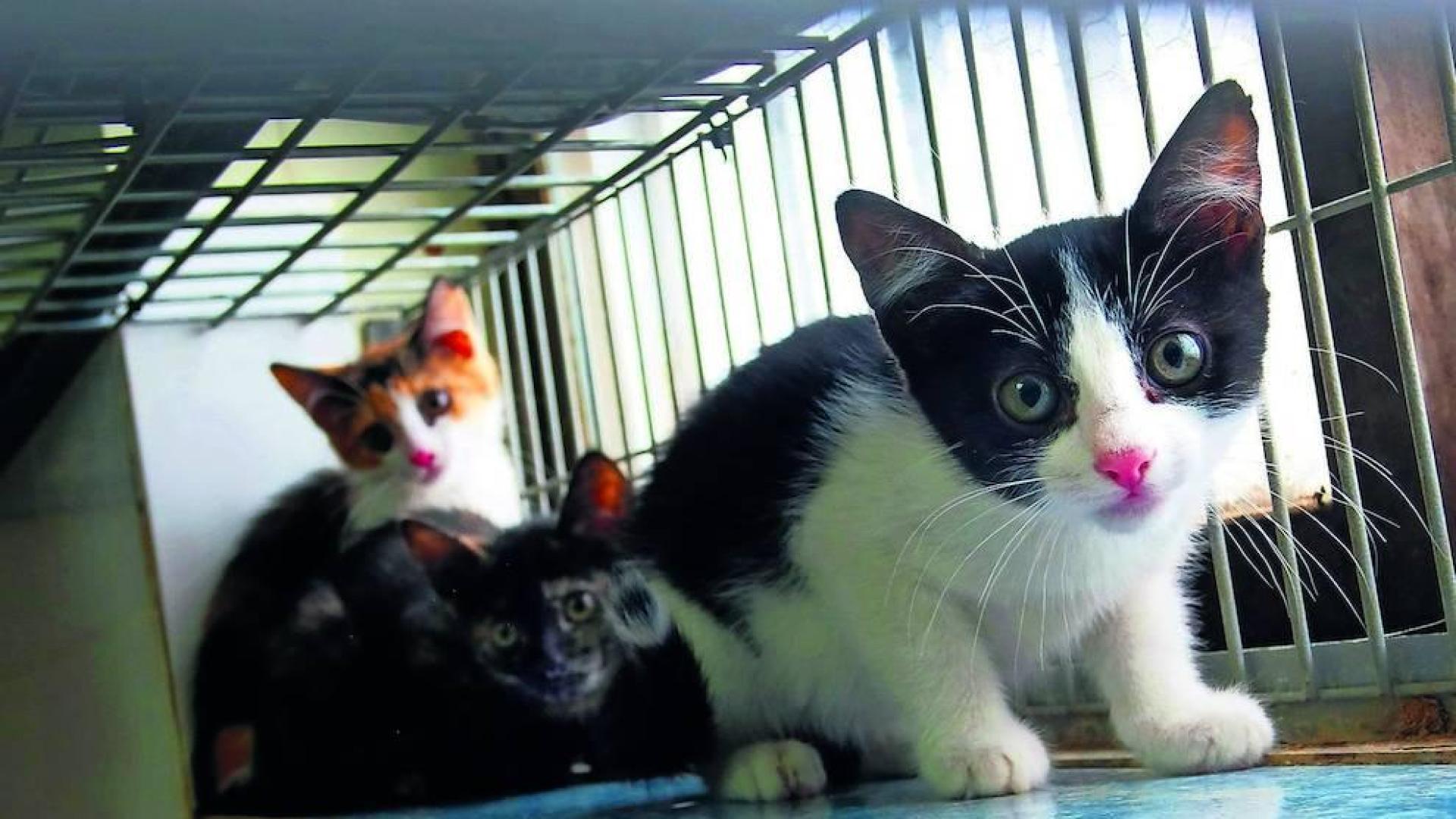 Fotos de algunos de los gatos que actualmente se encuentran en la Fundación Protectora de Animales de Pamplona, principales víctimas de la realidad del abandono y del maltrato, que generalmente se agudiza durante el mes de julio.