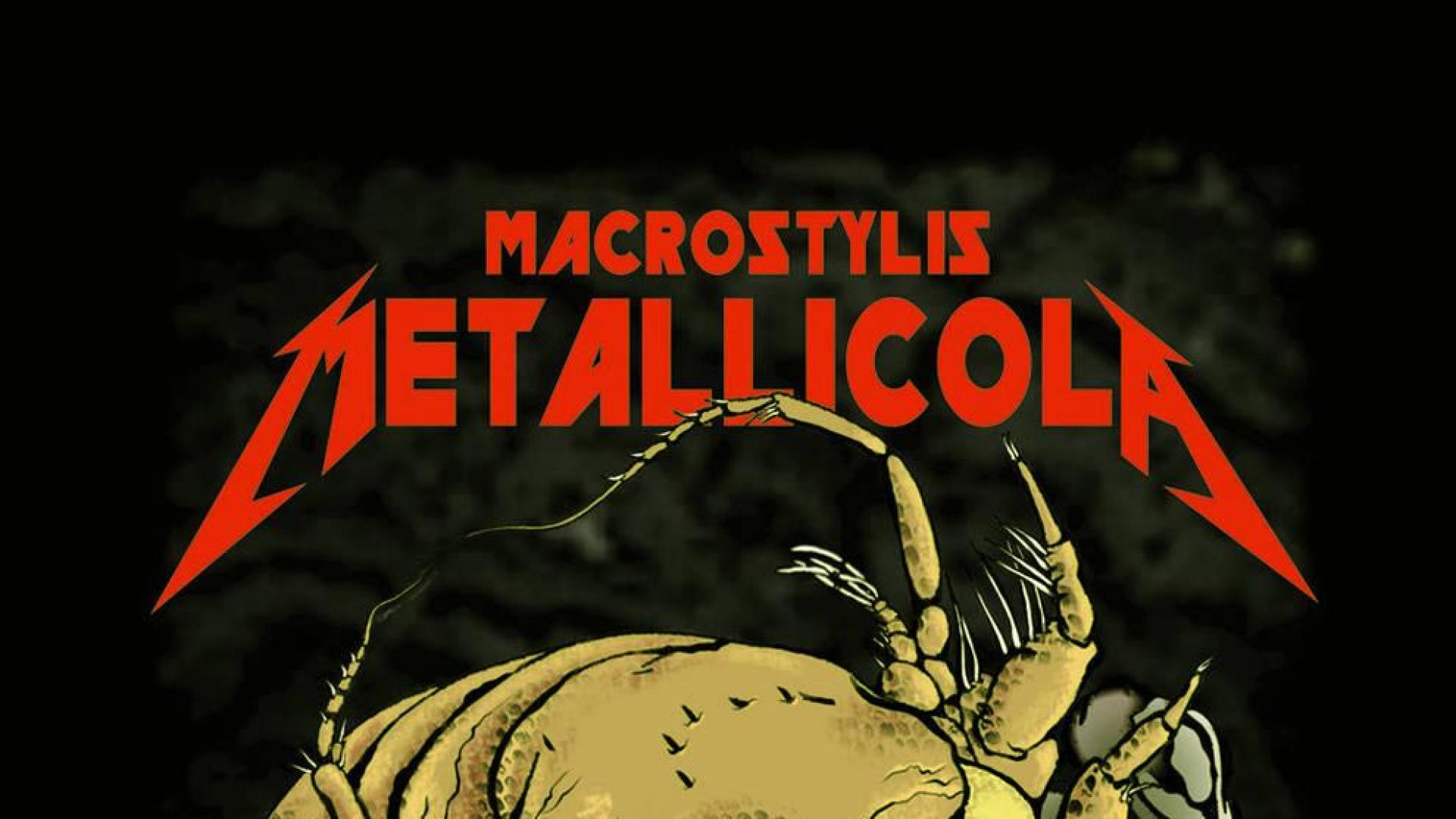 Metallica ya cuenta con una especie de crustáceo en su honor