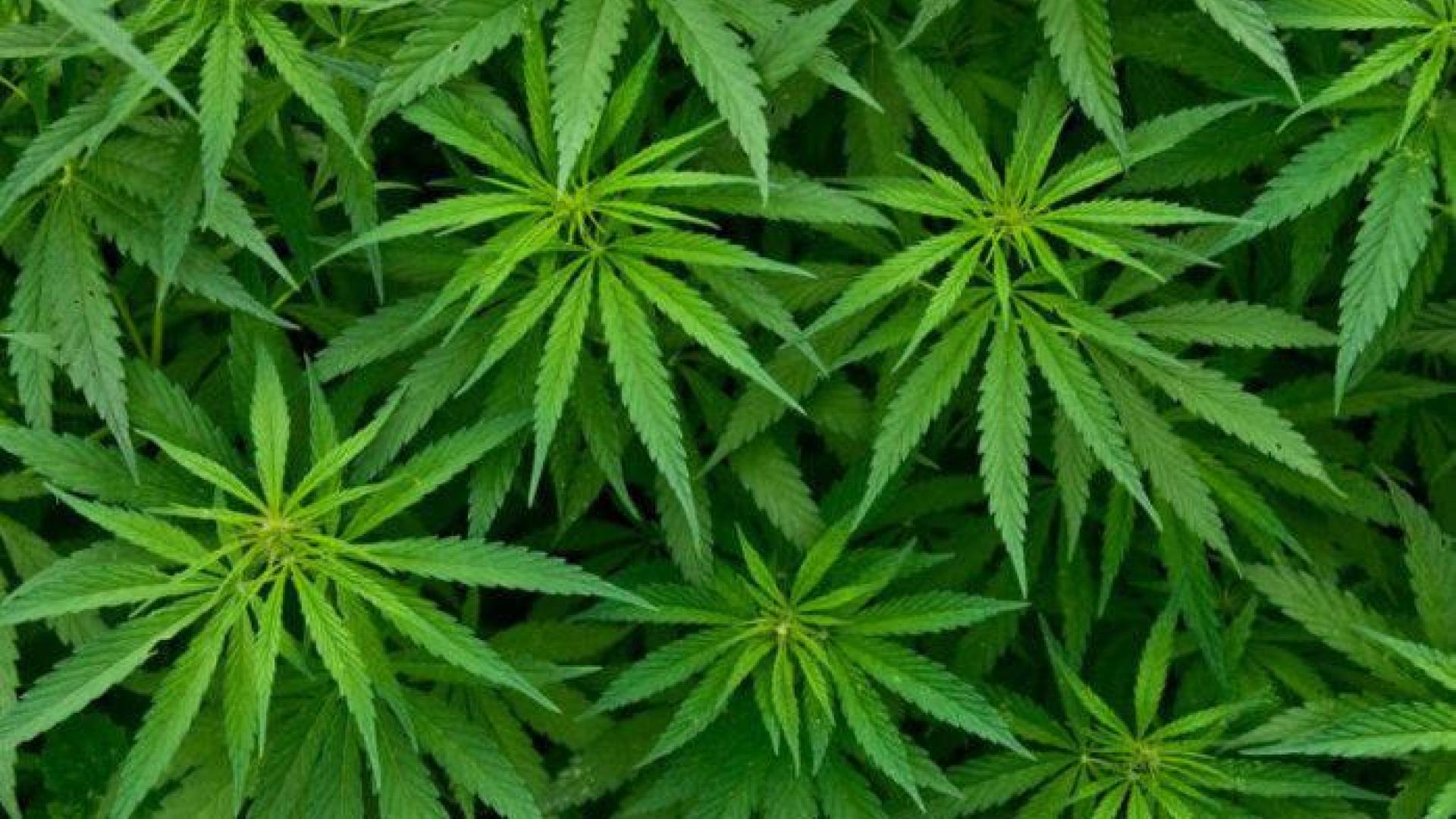 La industria aumenta su interés por el cultivo y tratamiento del cannabis medicinal