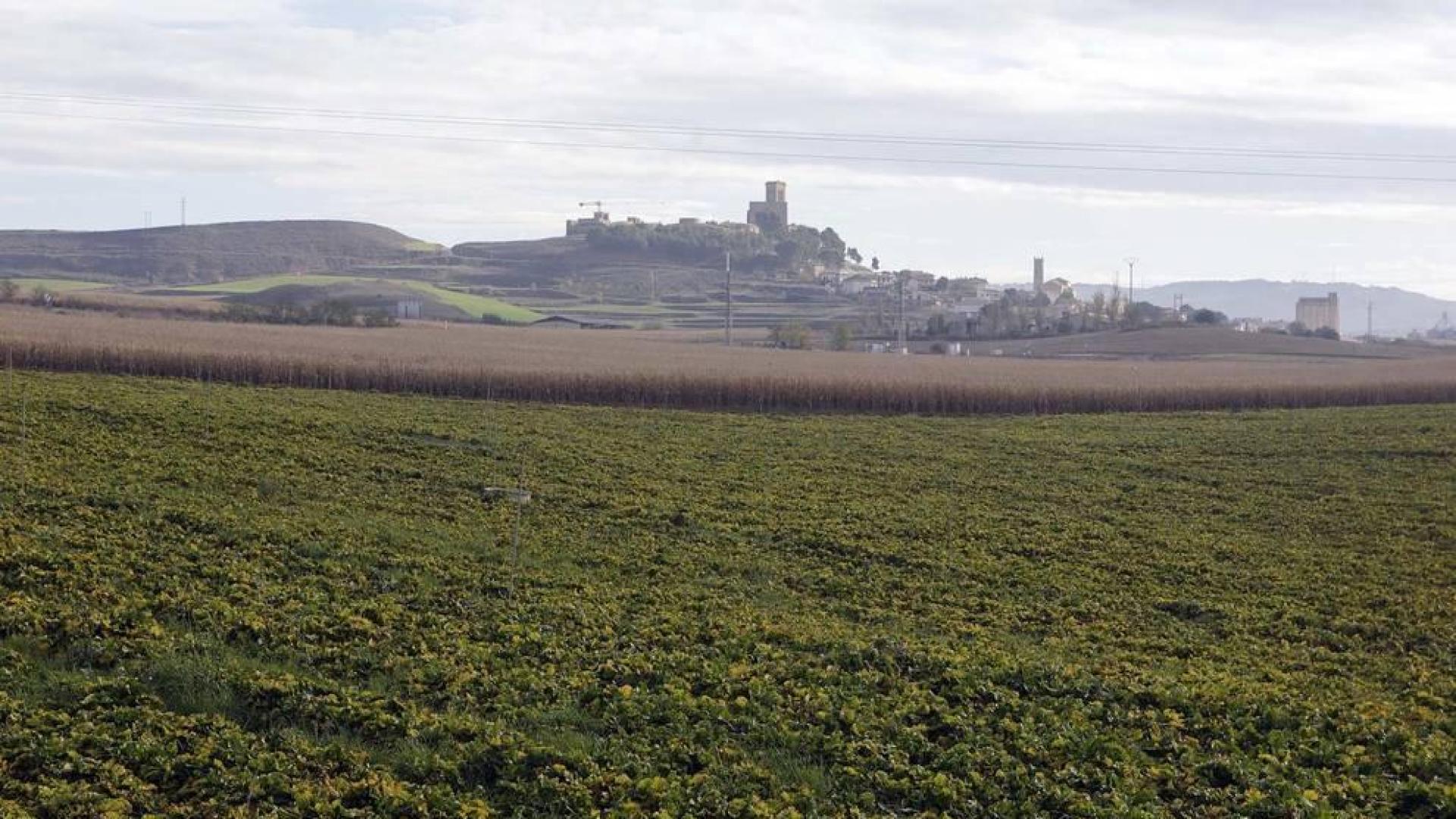 Villanueva aboga en Artajona por "ahondar en nuevos modelos de cooperativismo"