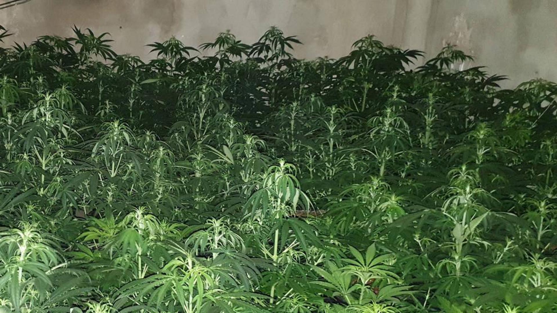 Detenido un joven que tenía 576 plantas de marihuana en su vivienda