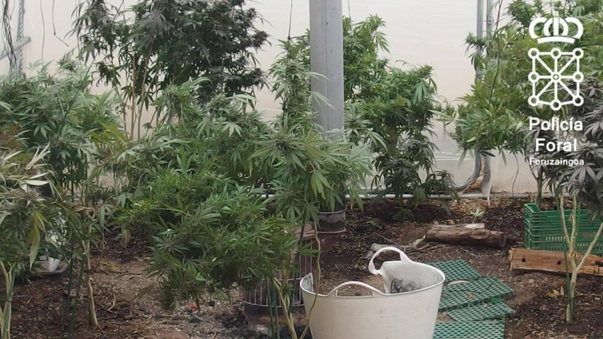 Detenido un vecino de Fustiñana por cultivar marihuana en un domicilio