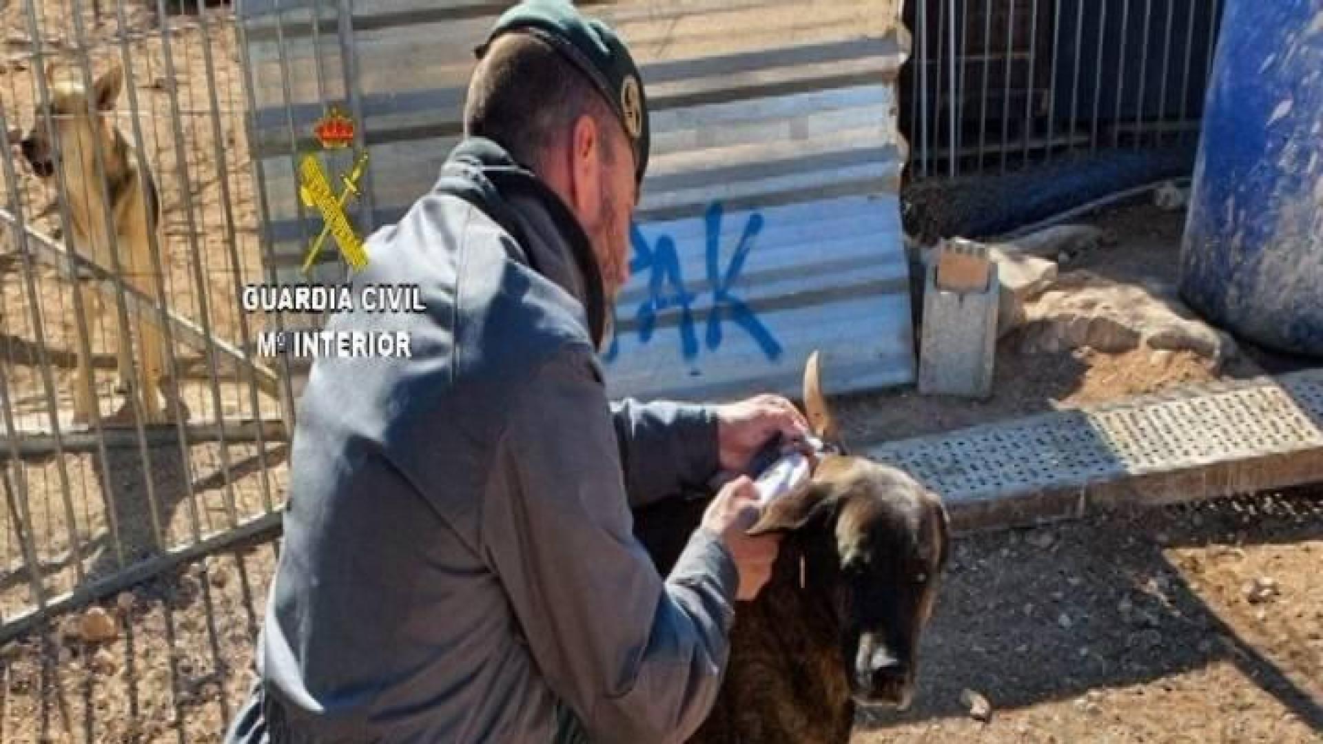 Detenida la dueña de un protectora por matar a unos 500 animales