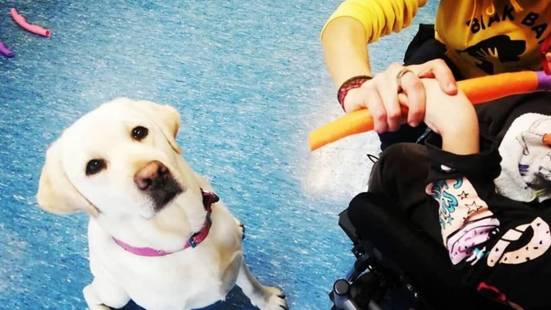 Uno de los perros de la asociación Biak Bat que participan en la terapia.