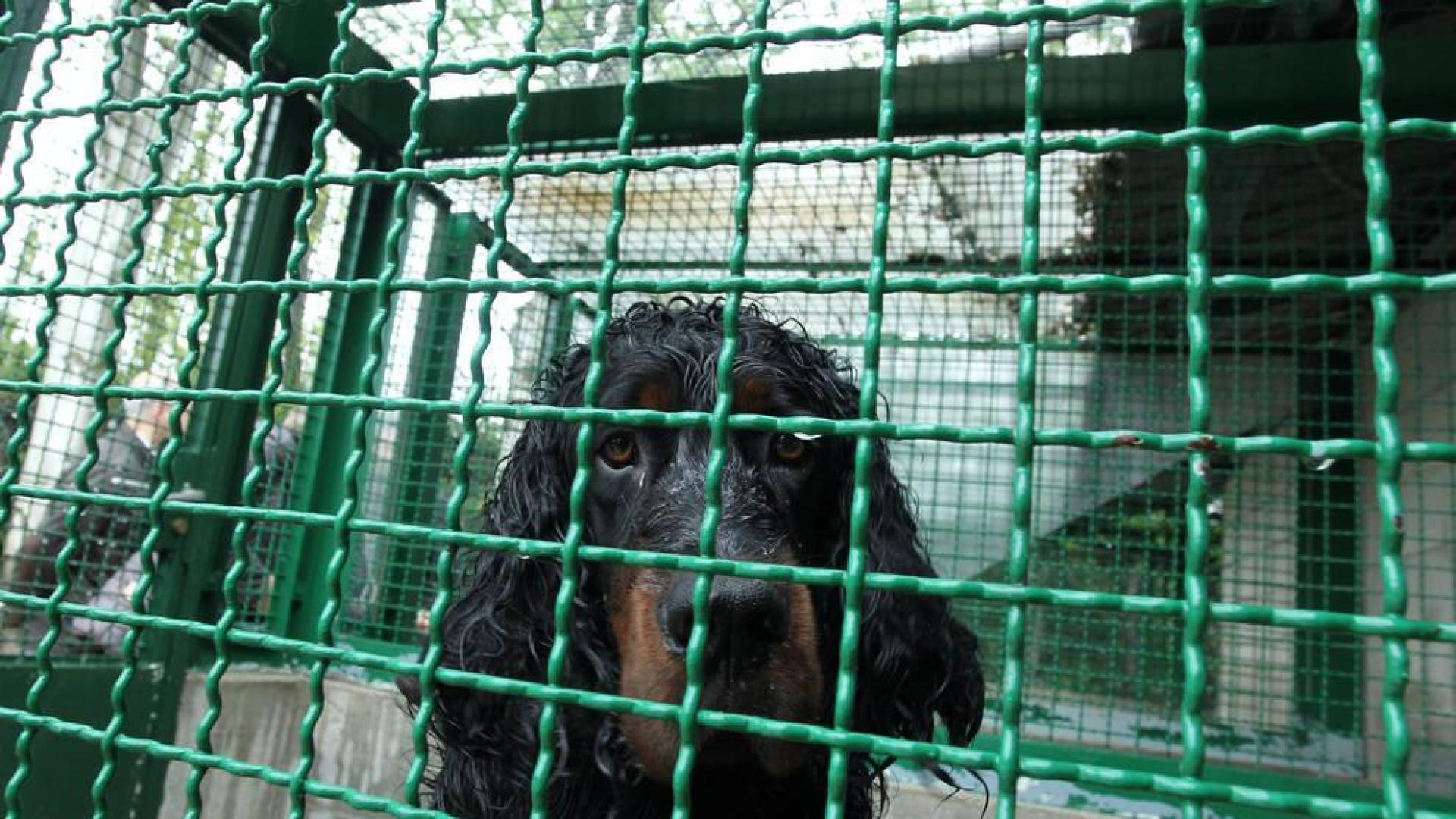 El abandono de mascotas en Pamplona, una realidad durante todo el año
