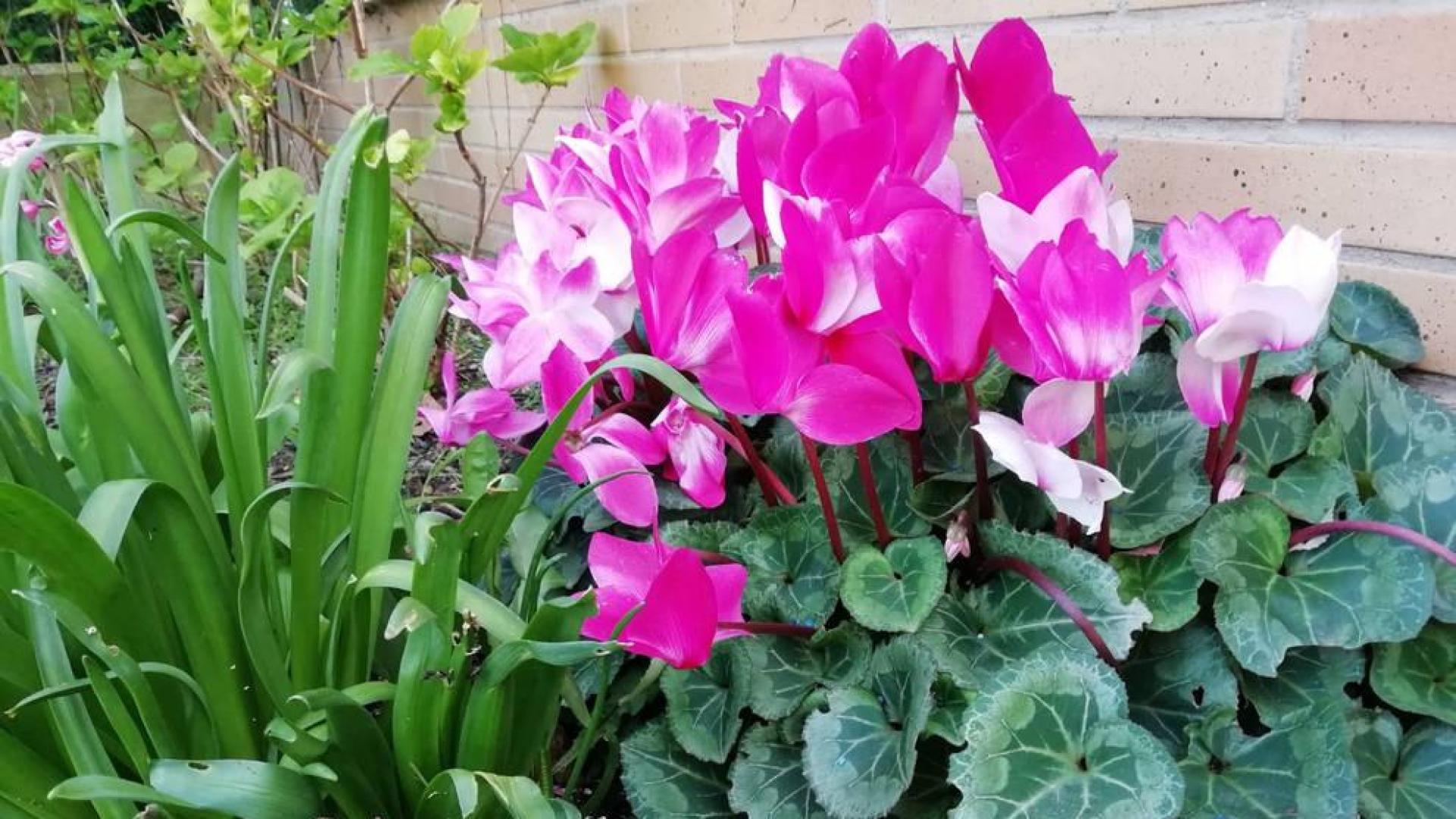 La primavera de los lectores, envíanos tus fotos por Whatsapp