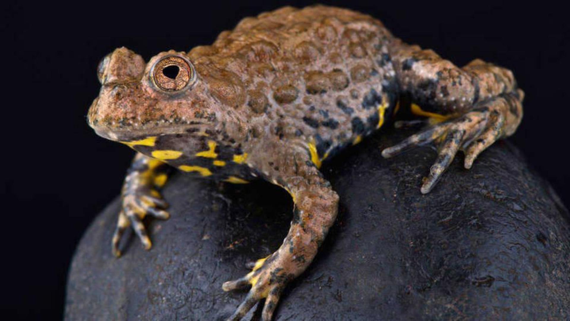 Hallan un método para curar heridas sin dejar cicatrices gracias a la piel de un sapo