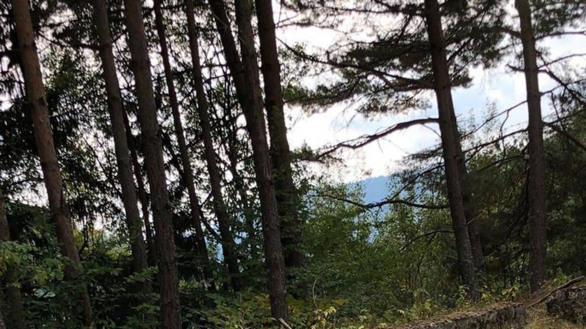 El 'oso de Garde' que nadie reconoce