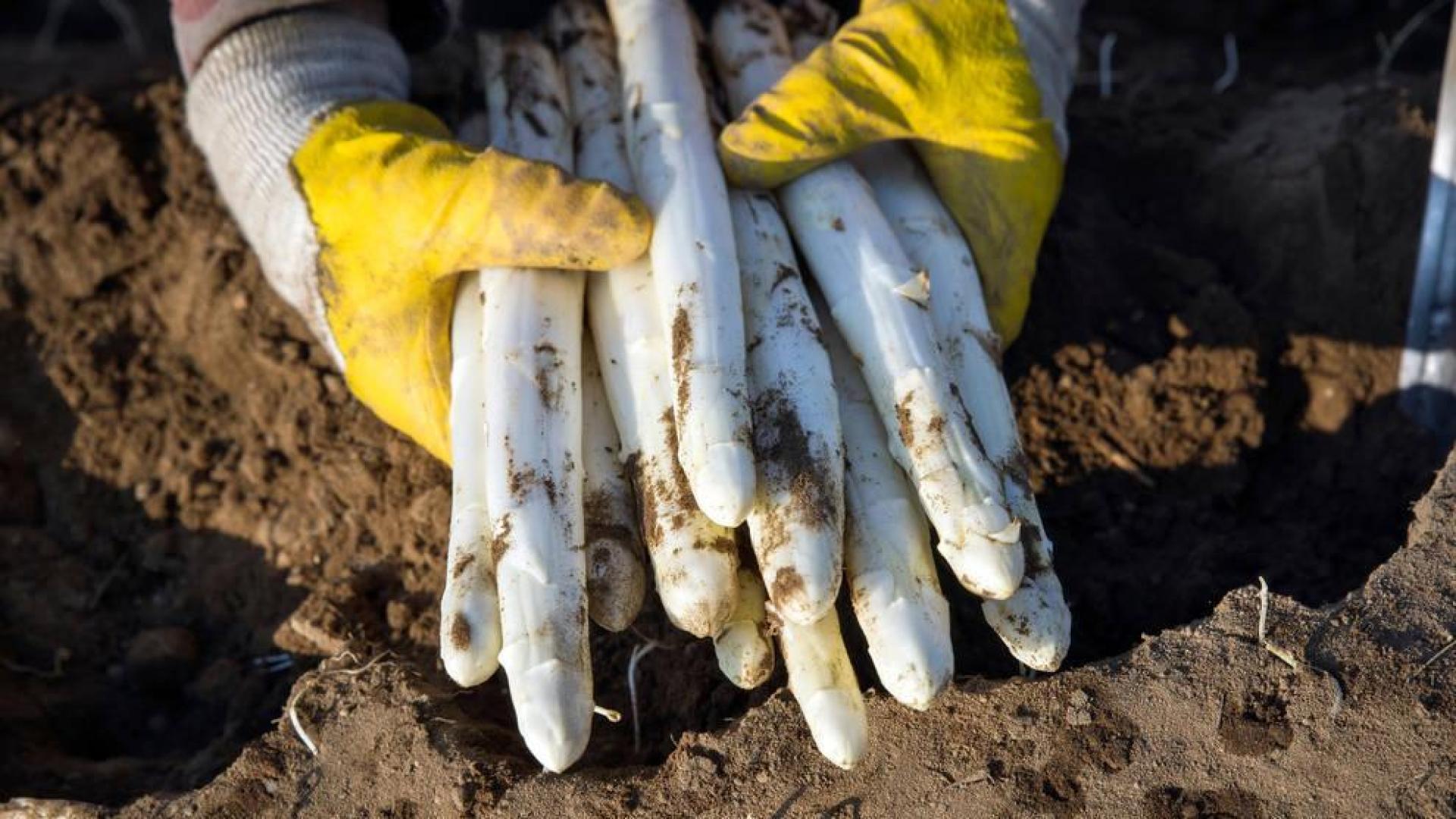 UAGN ve un "despropósito" que la importación baje el precio del espárrago navarro