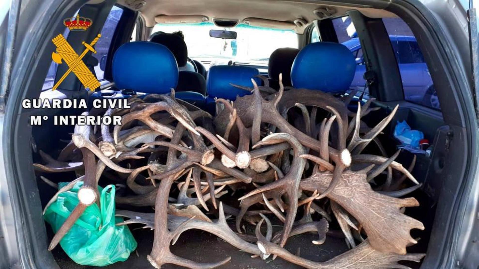 La Guardia Civil interviene 69 kilos de cuernas robados en fincas privadas de Jaén