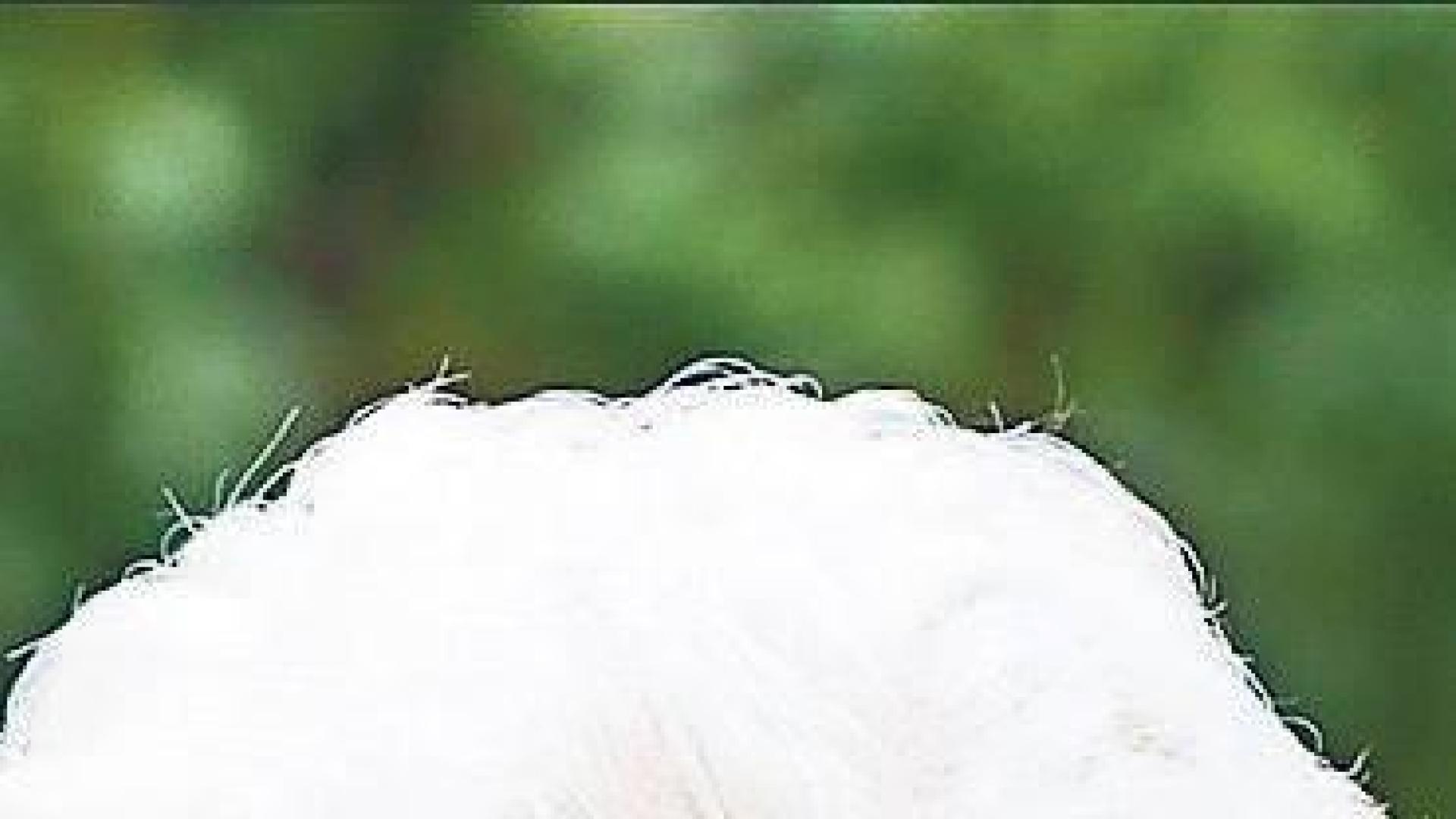 Fallece una belga de 90 años: “Reserven el respirador para los jóvenes”