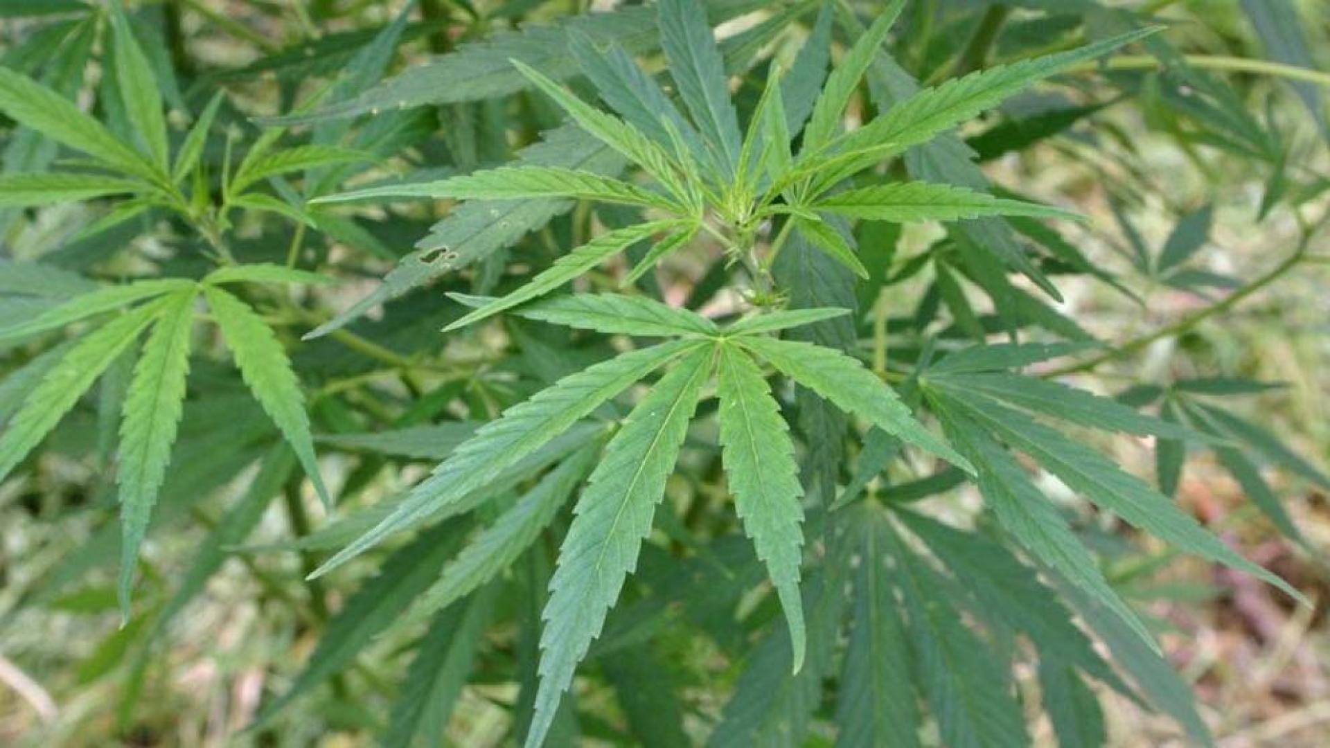 Australianos y neozelandeses, los que más fuman marihuana