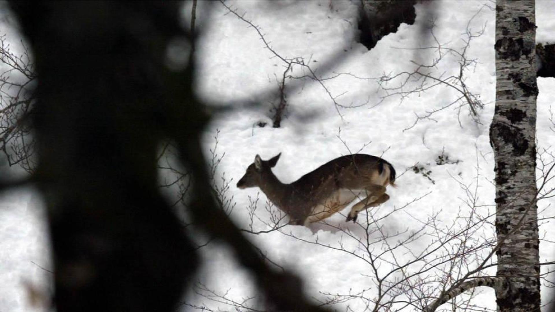 Gurelur denuncia la "ilegalidad" de permitir cazar fauna en estado de alarma