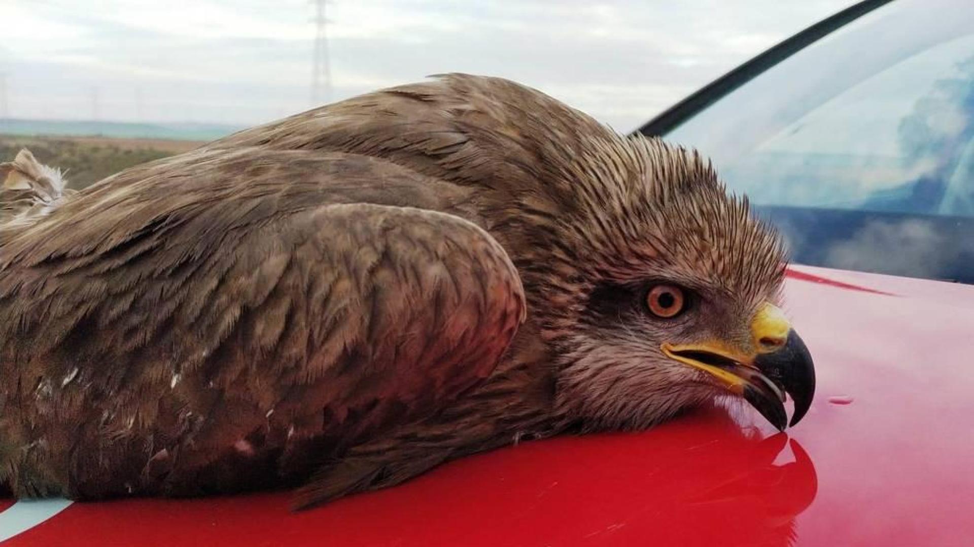 Milano herido recogido por la Policía Foral