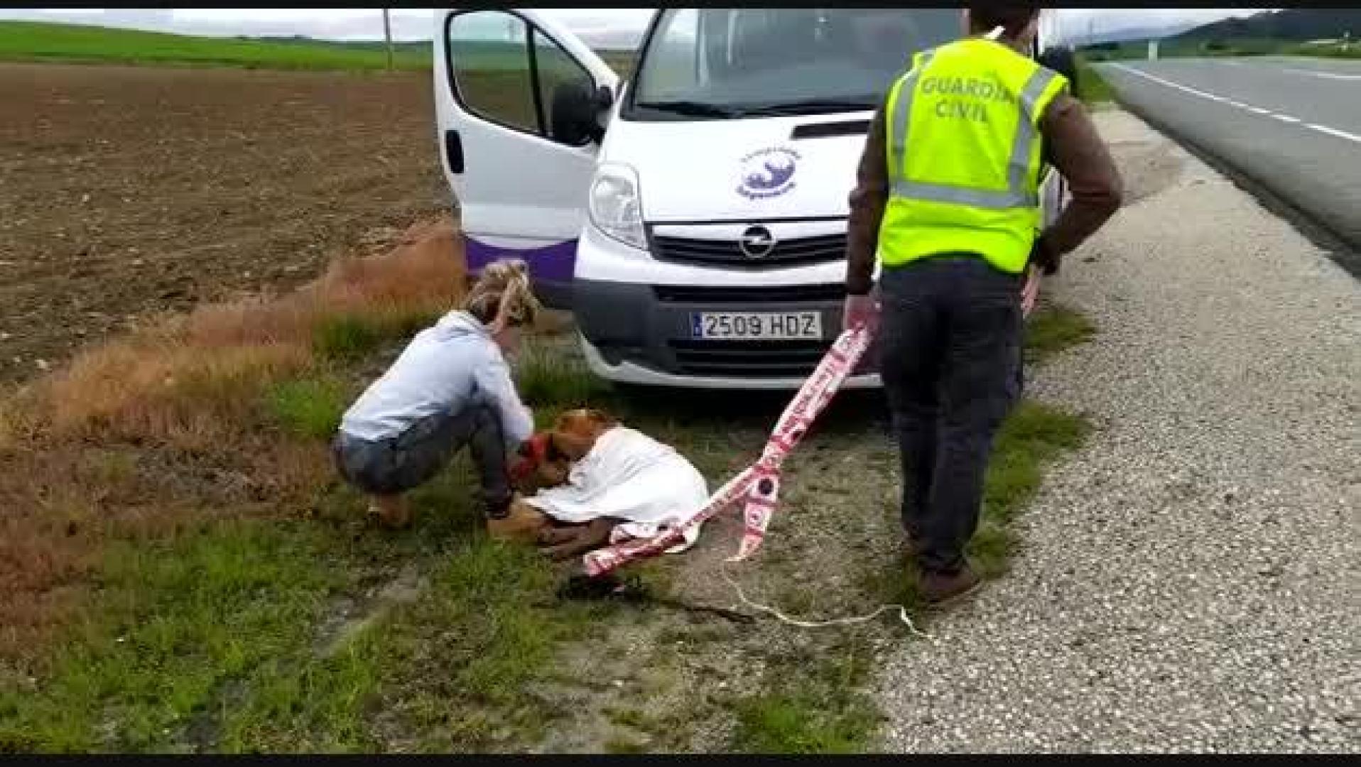 Vídeo de la recogida de un perro perdido entre Beriáin y Tiebas
