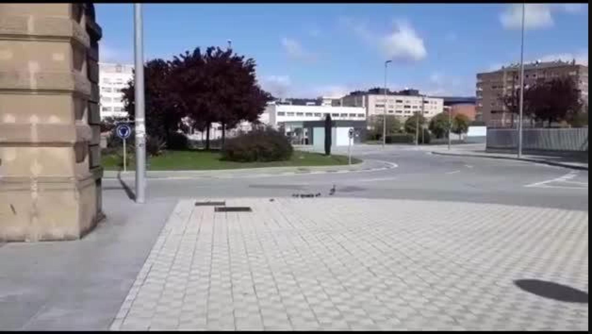 Vídeo: Animales se adentran en núcleos urbanos navarros durante el confinamiento