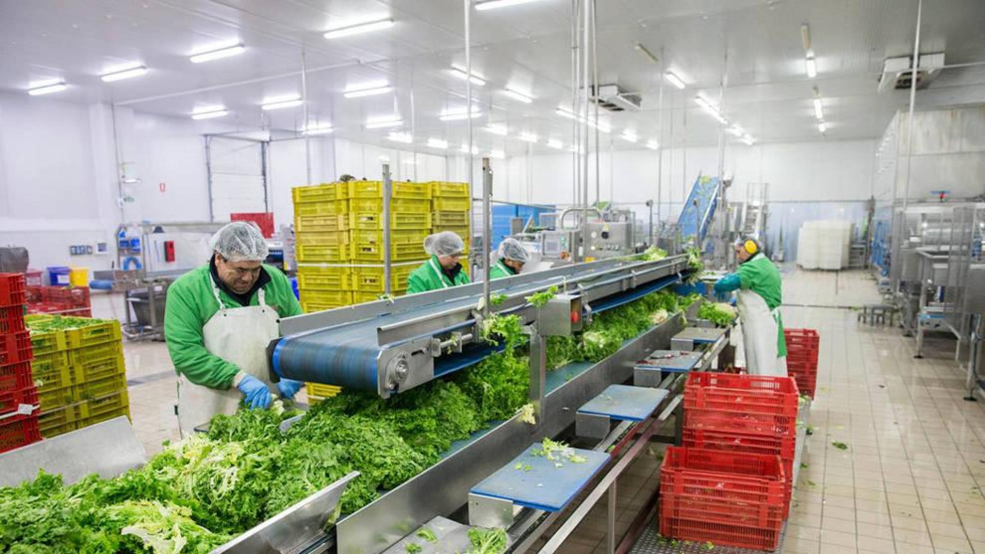 La empresa Vegetales Línea Verde de Tudela creará 40 nuevos empleos