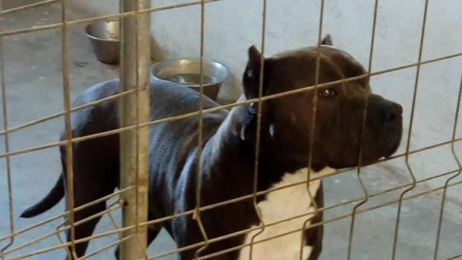 Investigado en Etxarri-Aranatz al morder su pitbull a otro perro durante un paseo
