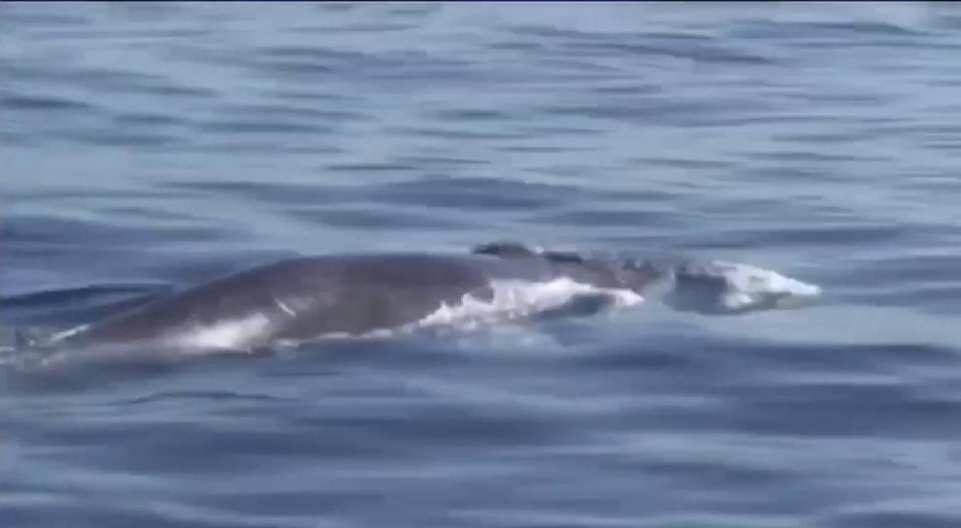 Vídeo | La ausencia del ruido humano atrae a ballenas y delfines hasta las costas