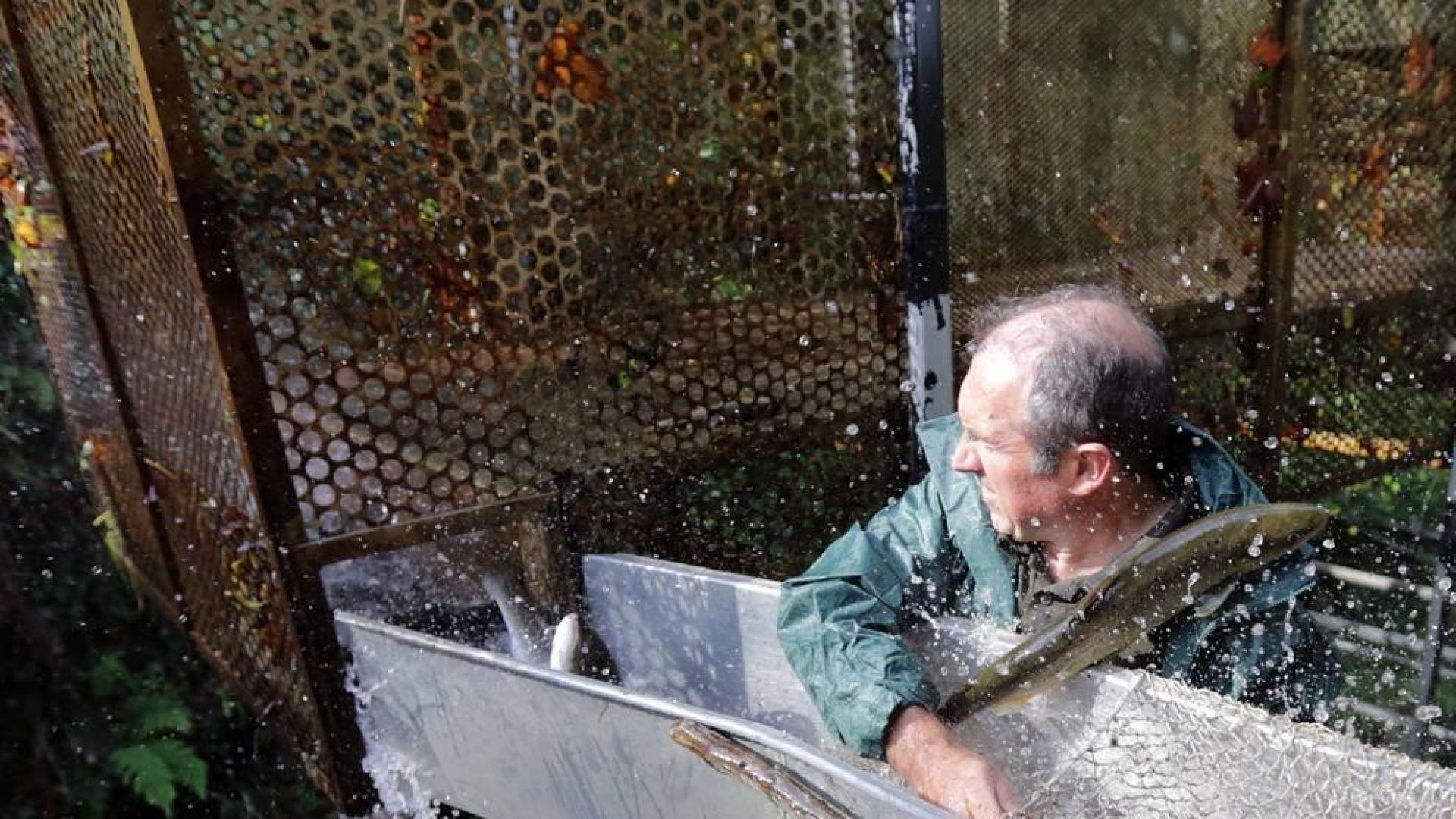 La desescalada del salmón