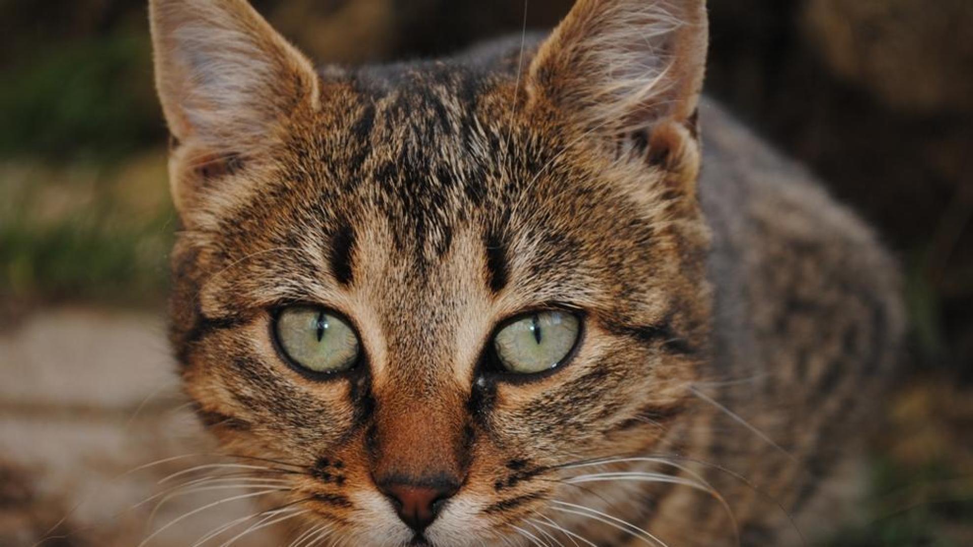 El SNS indemnizar&aacute; a un paciente que fue mordido por un gato