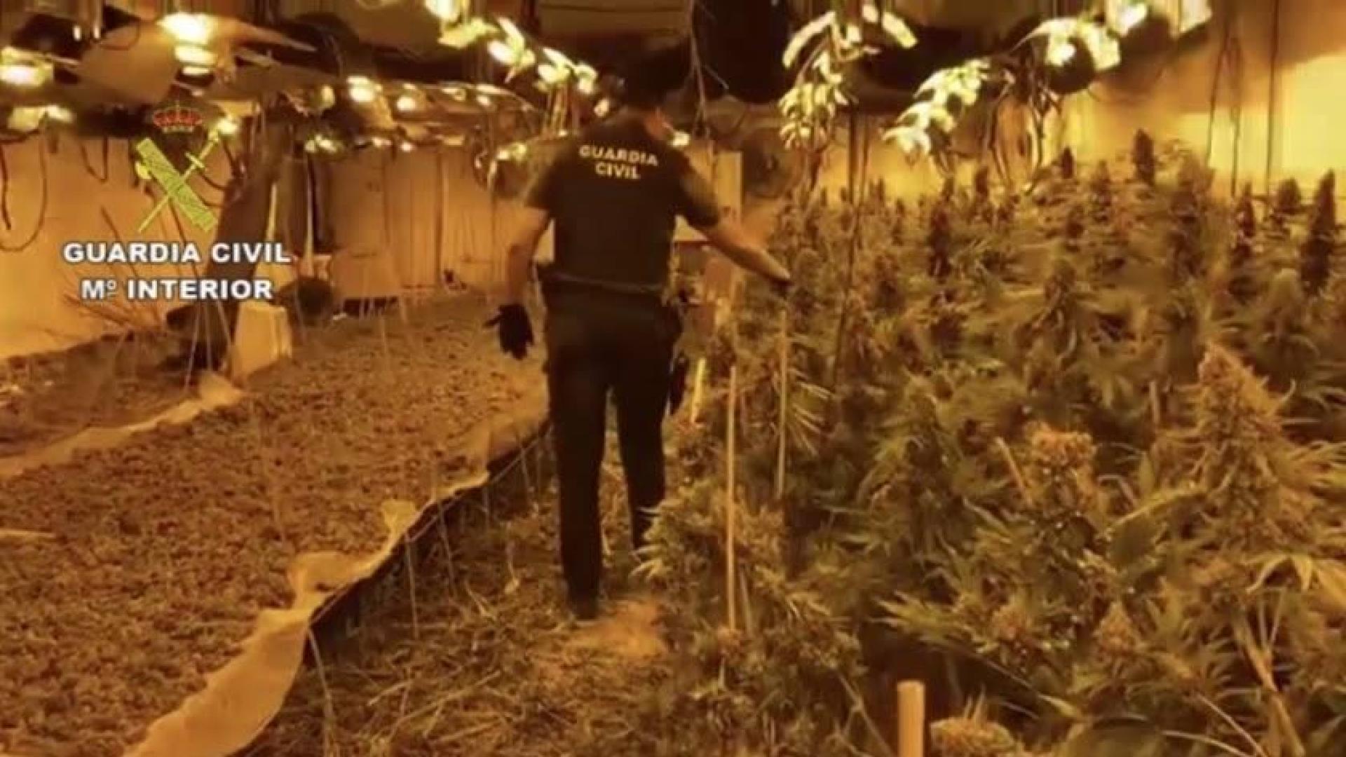 Hallan más de 2.300 plantas de marihuana en un cultivo subterráneo en Níjar