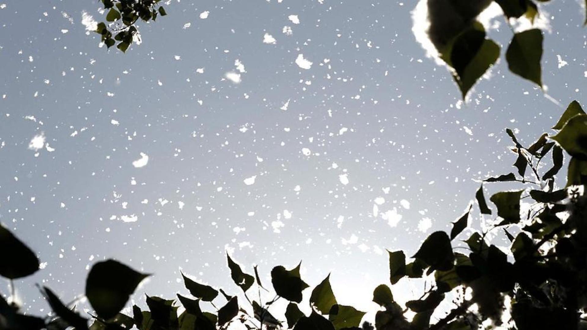 Pelusas de polen en la primavera de Pamplona.