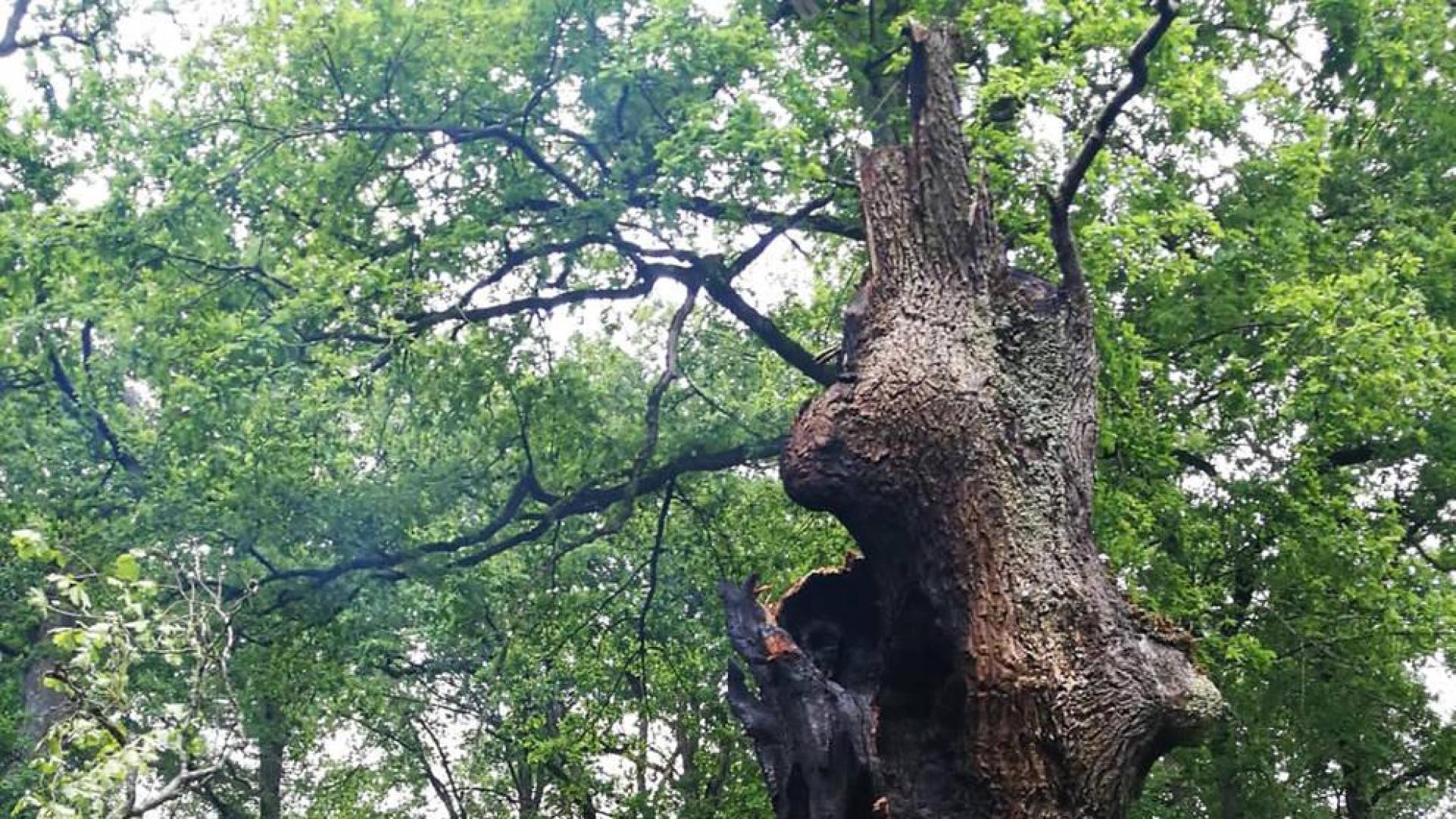 Un 'zortziko' por el roble caído