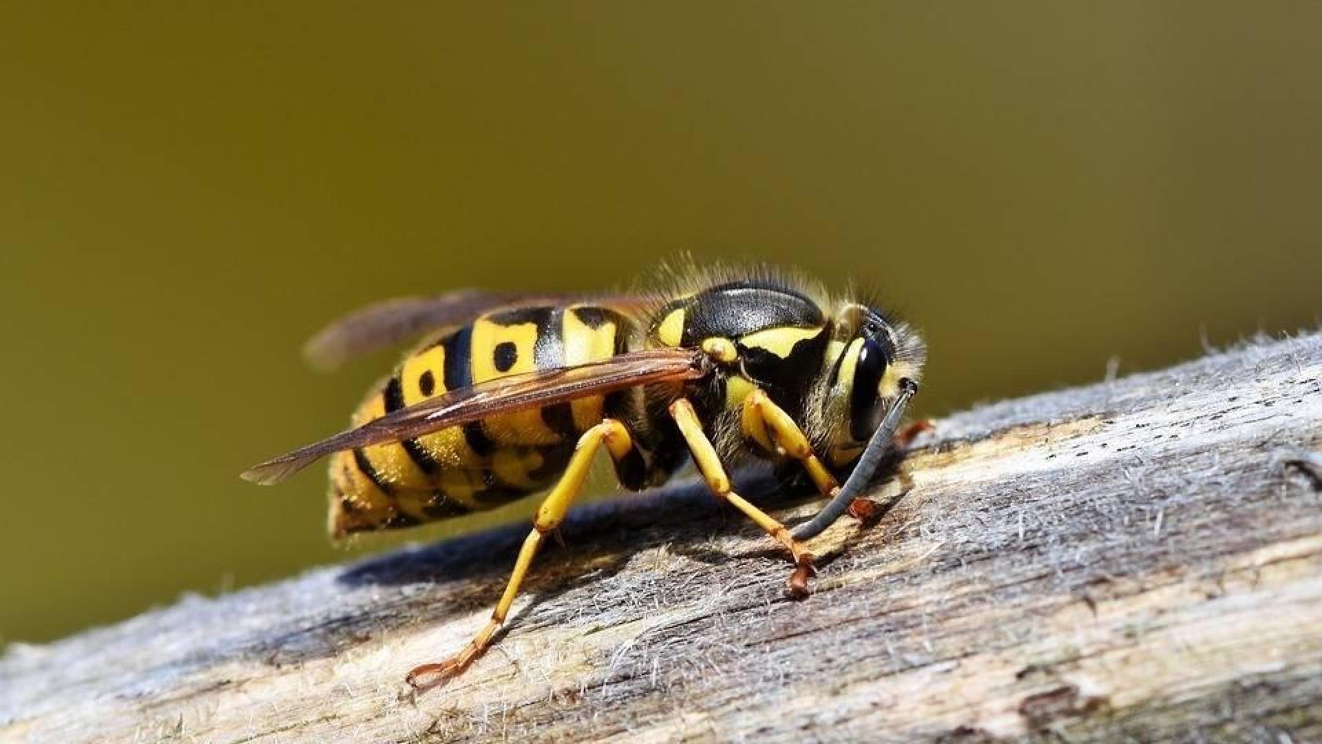 Una nueva avispa asiática podría llegar a España