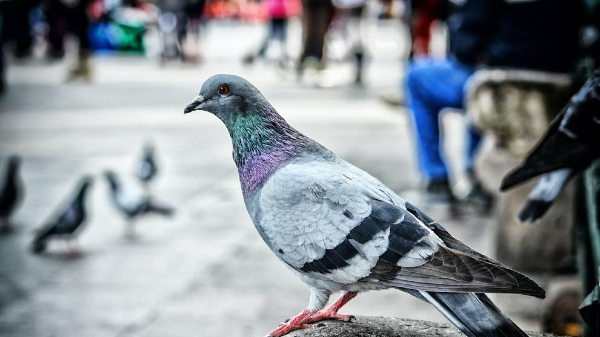 La mejor forma de limpiar los excrementos de pájaro del coche